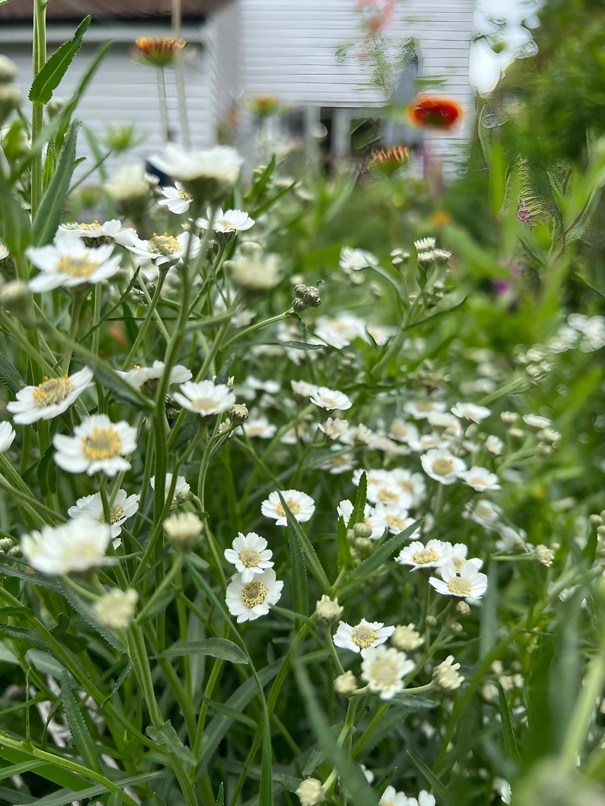 Achillea Ballerina - REGN
