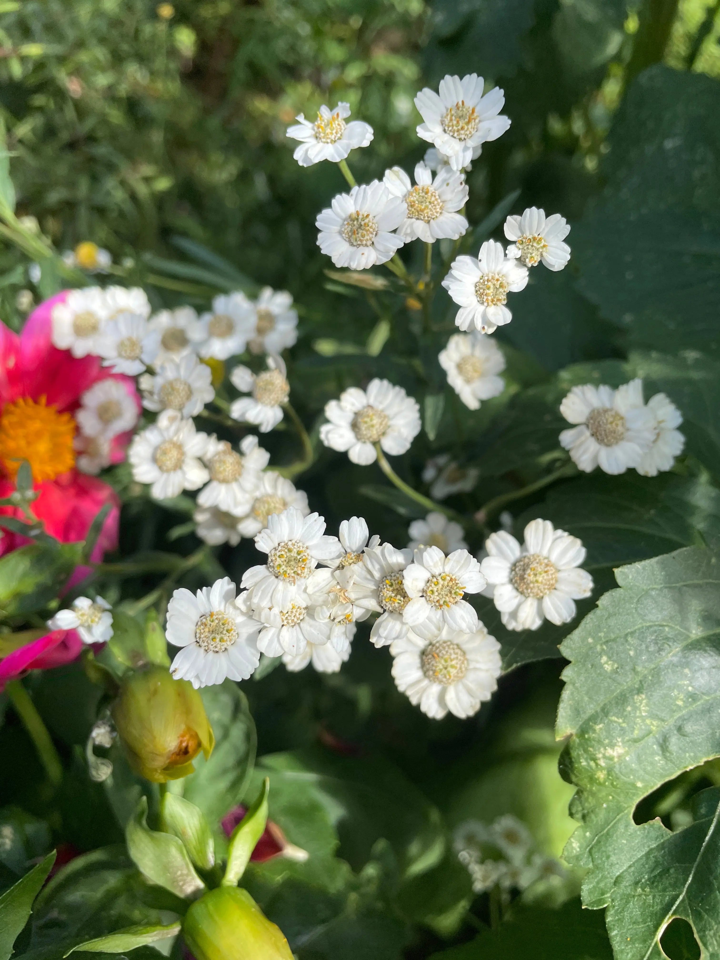 Achillea Ballerina - REGN