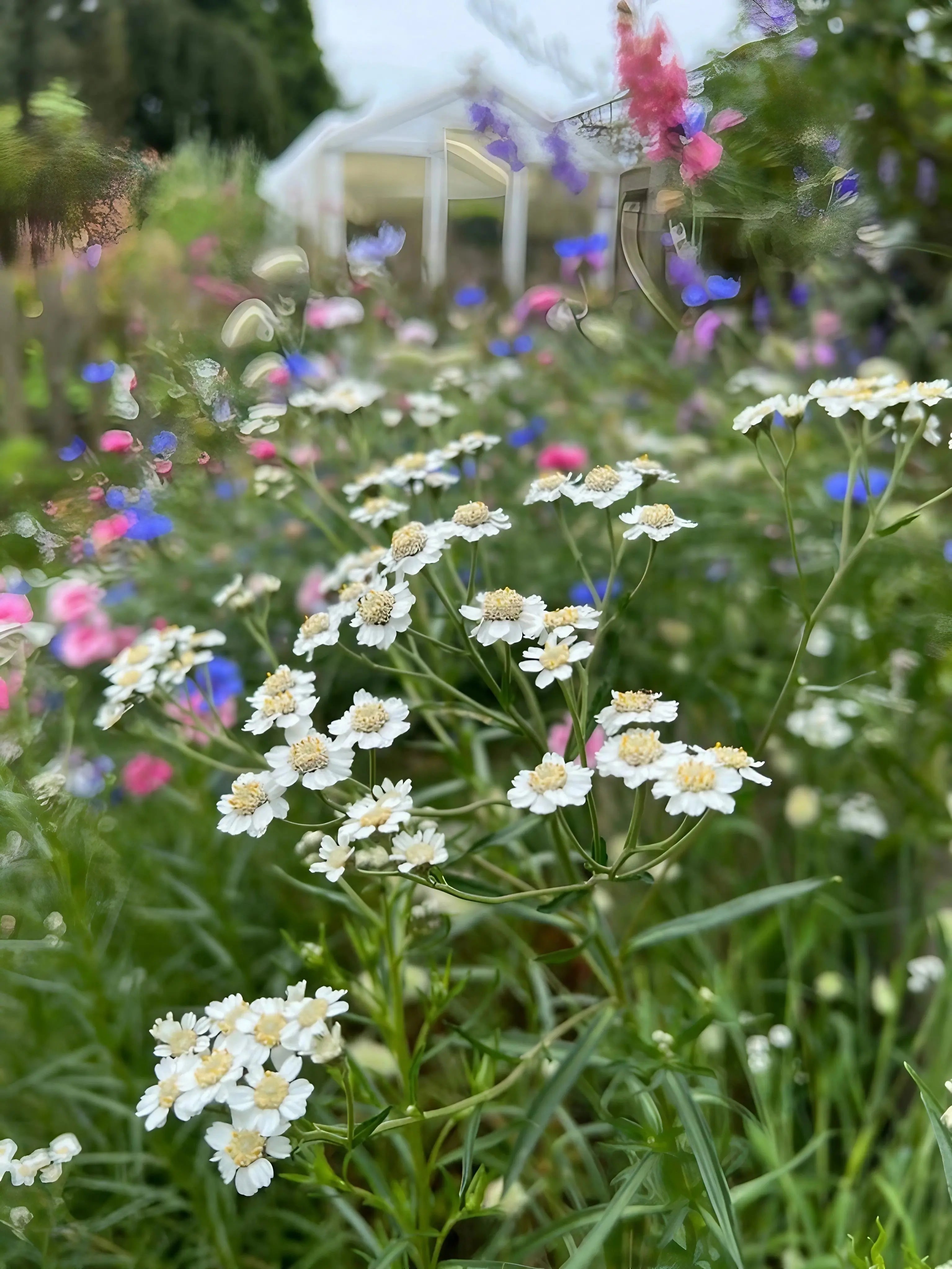 Achillea Ballerina - REGN