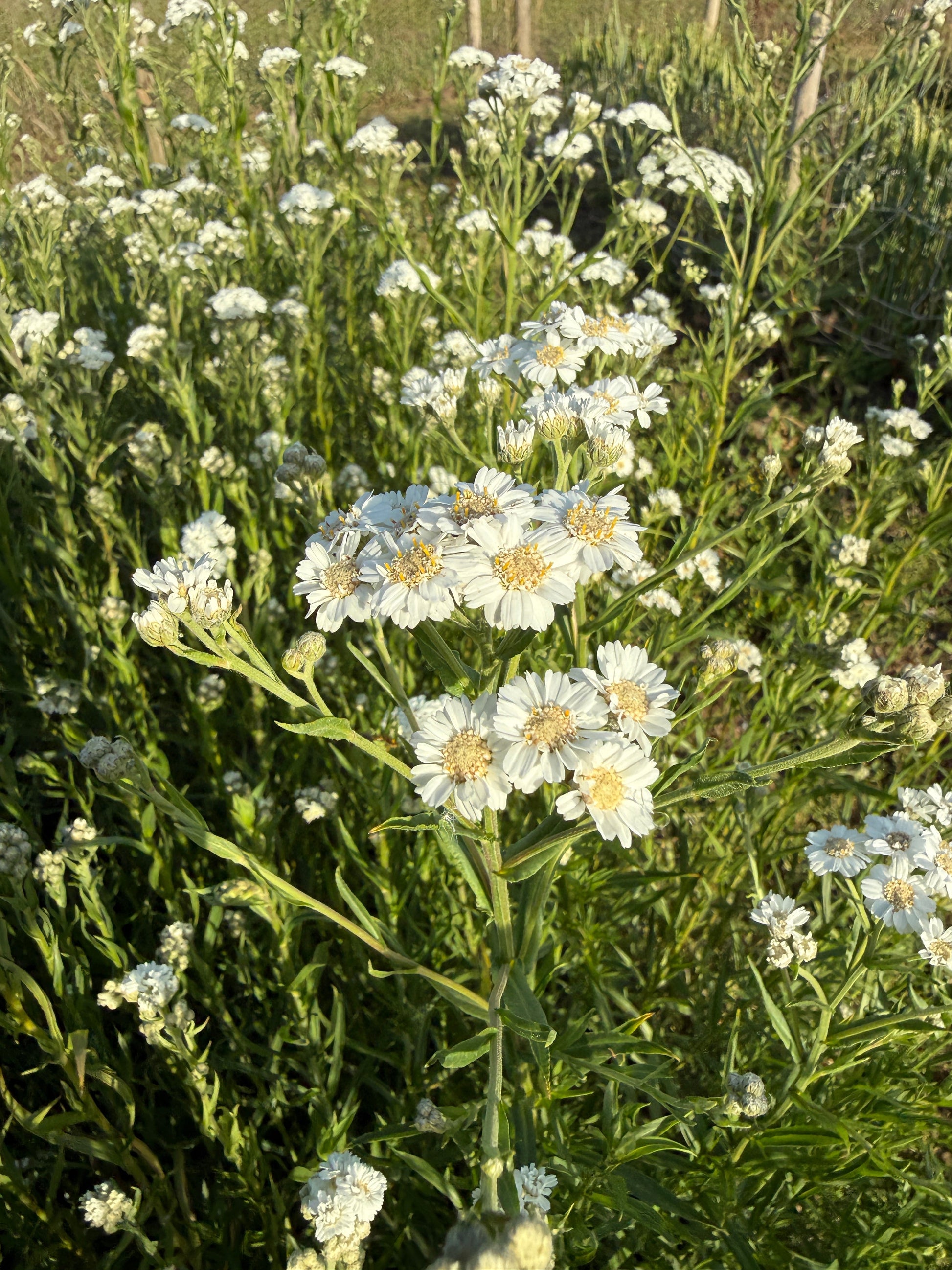 Achillea Ballerina - REGN