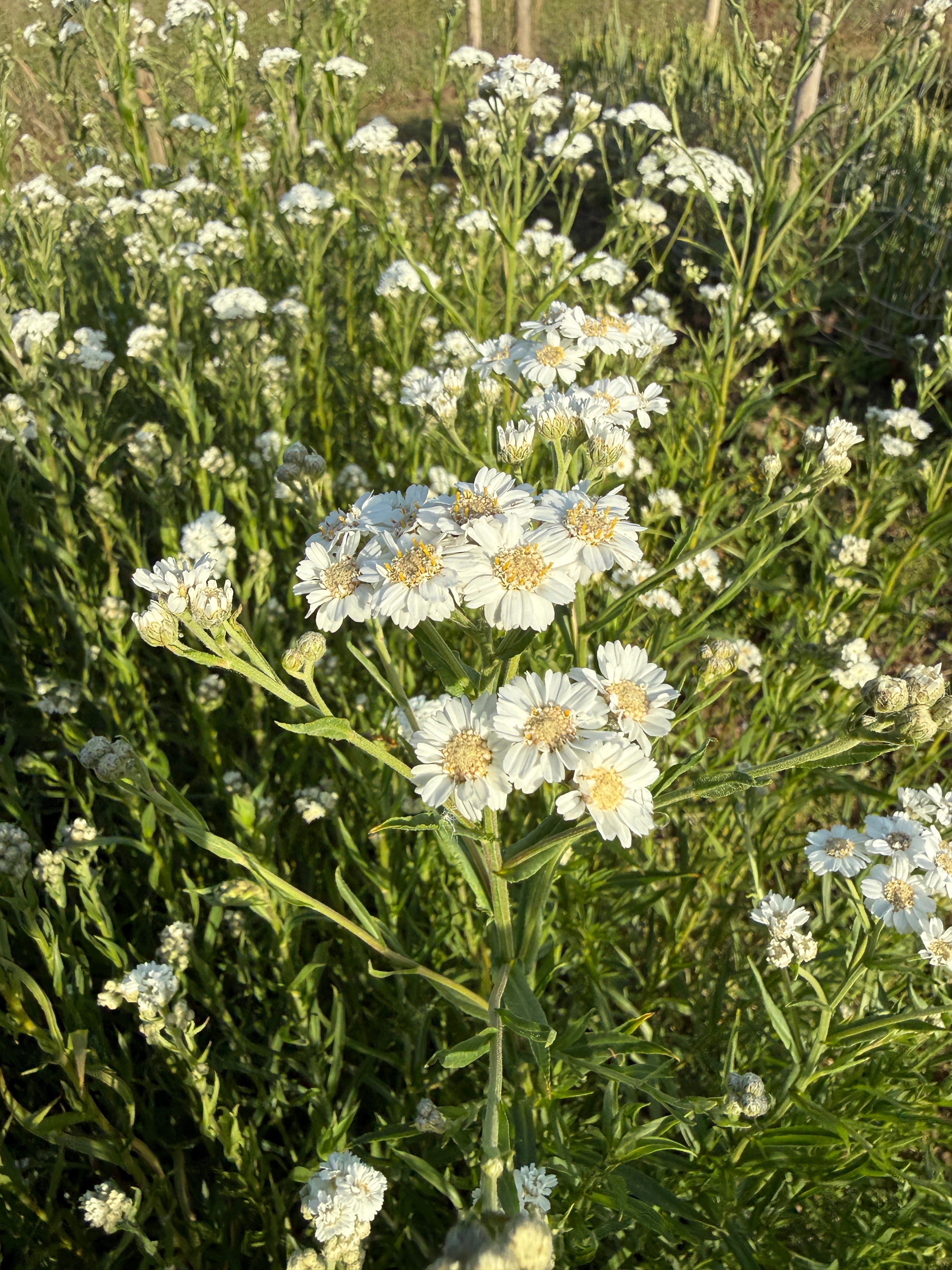 Achillea Ballerina - REGN