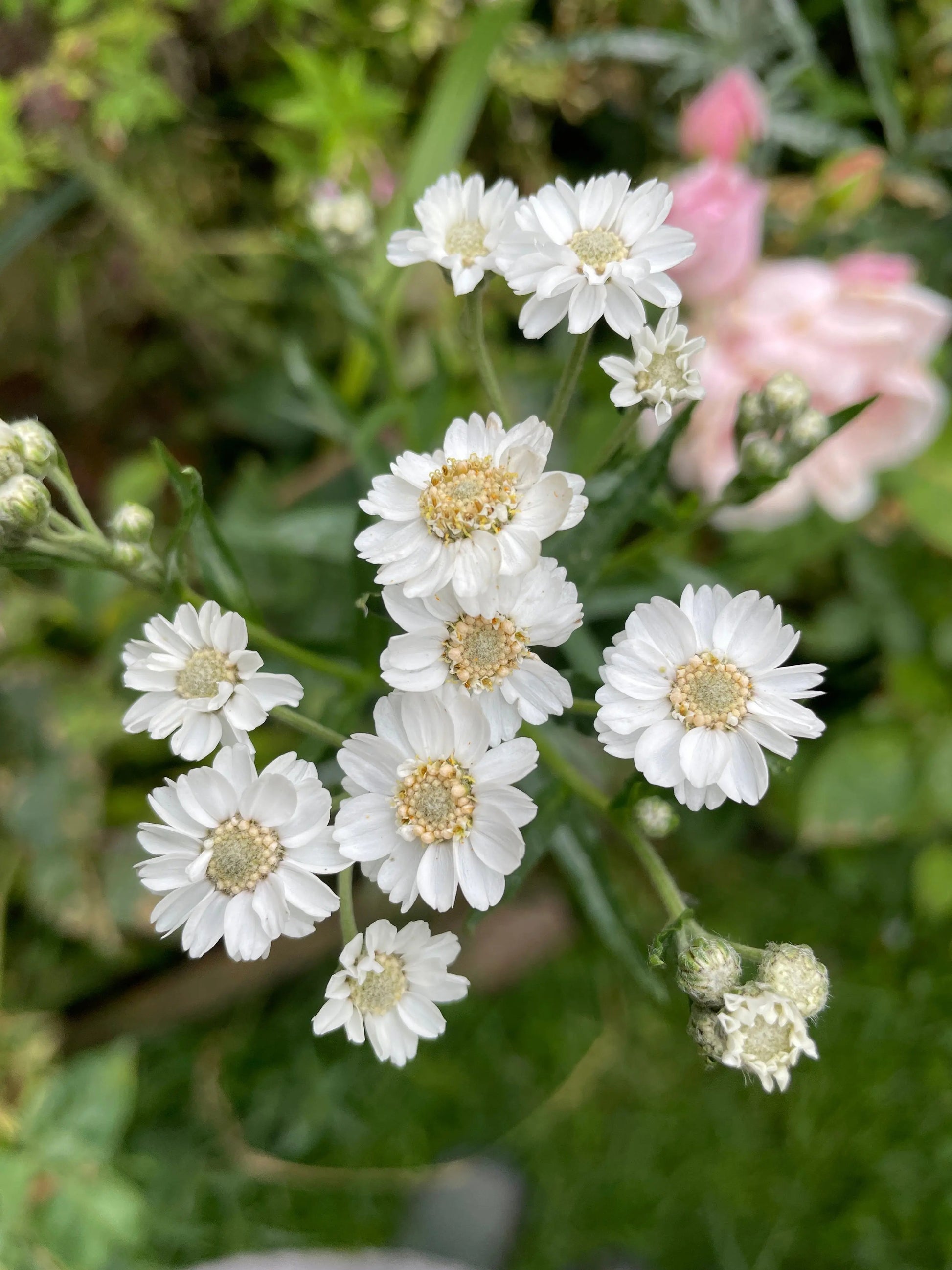 Achillea Ballerina - REGN