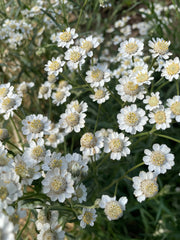 Achillea Ballerina - REGN