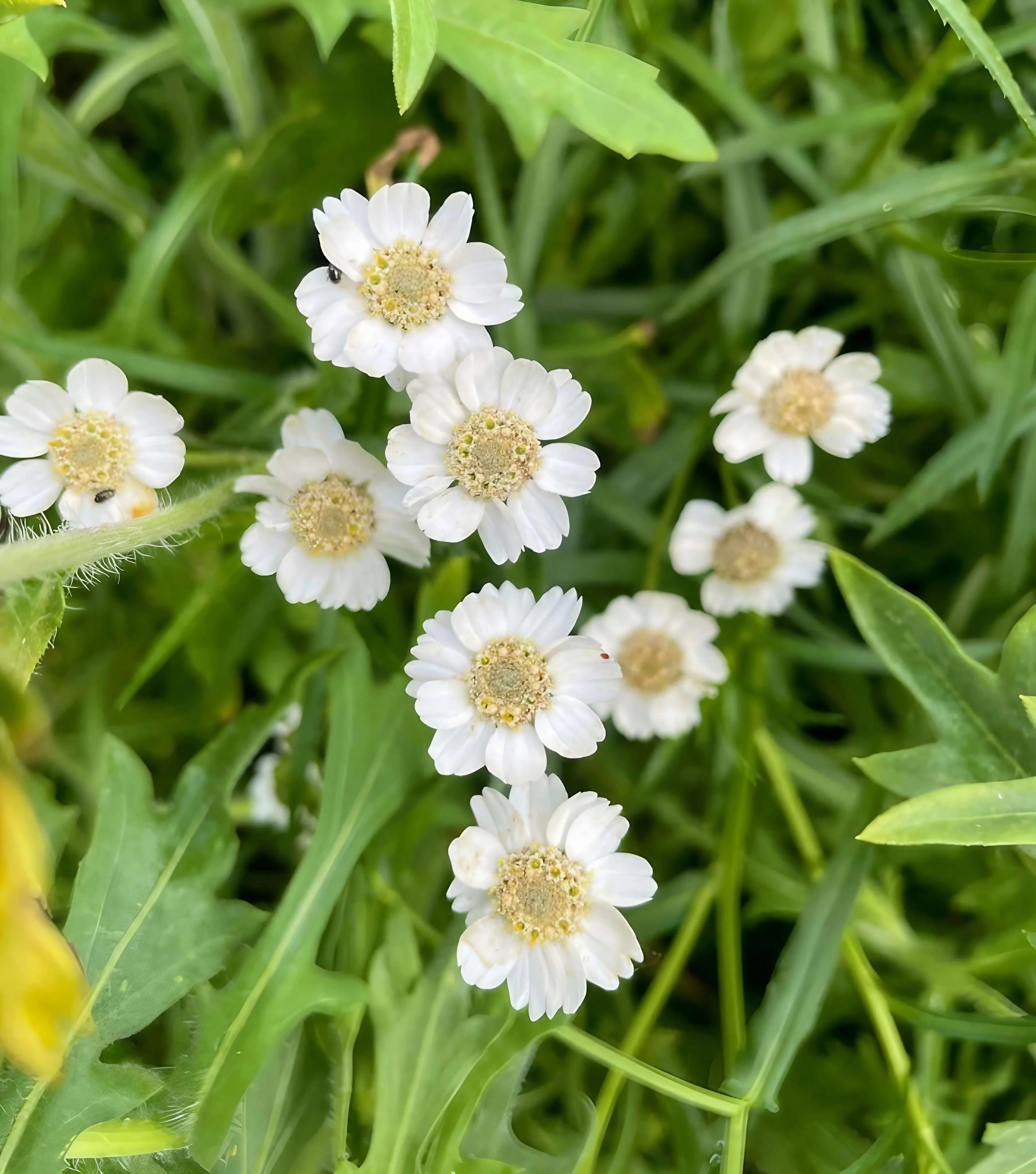 Achillea Ballerina - REGN