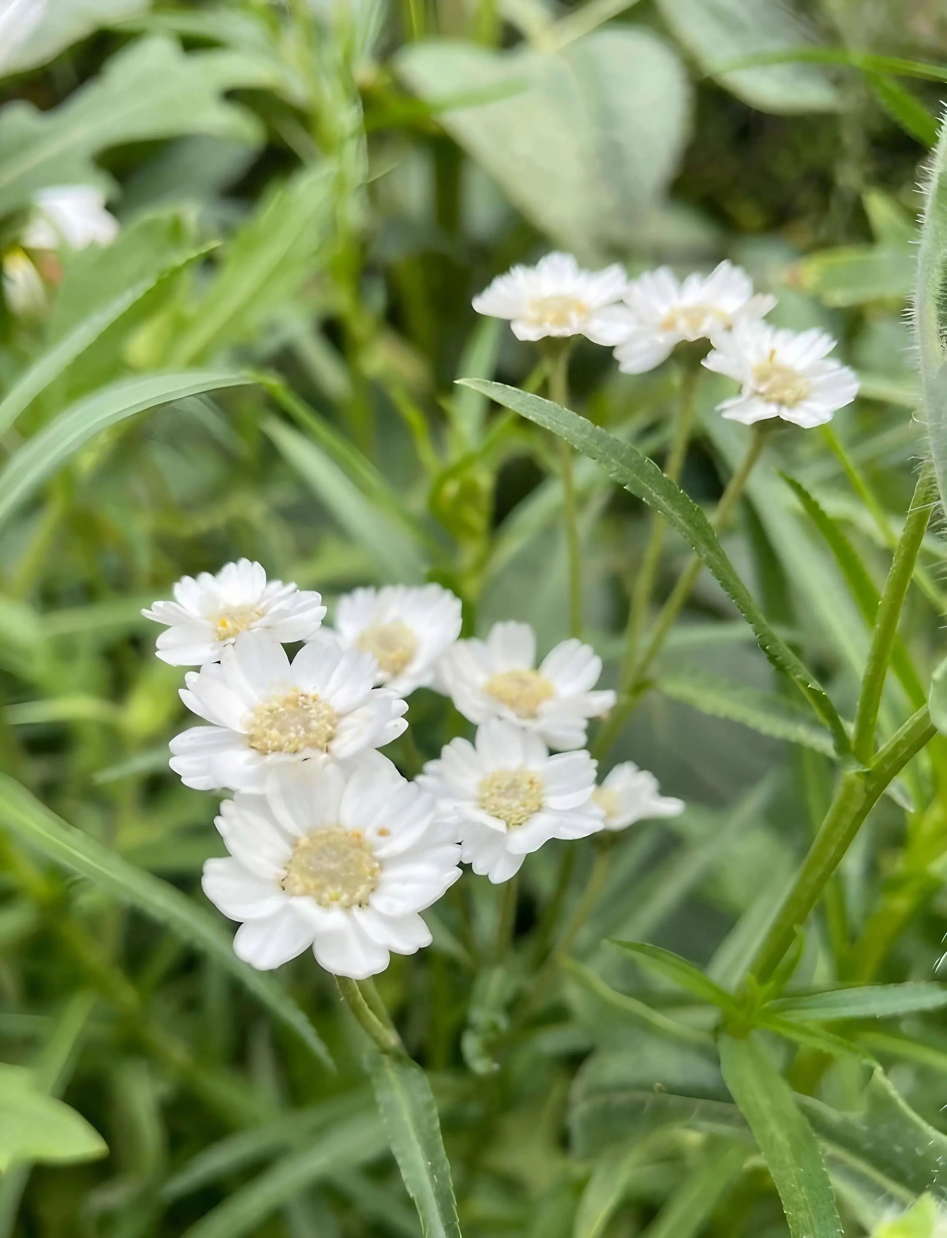Achillea Ballerina - REGN