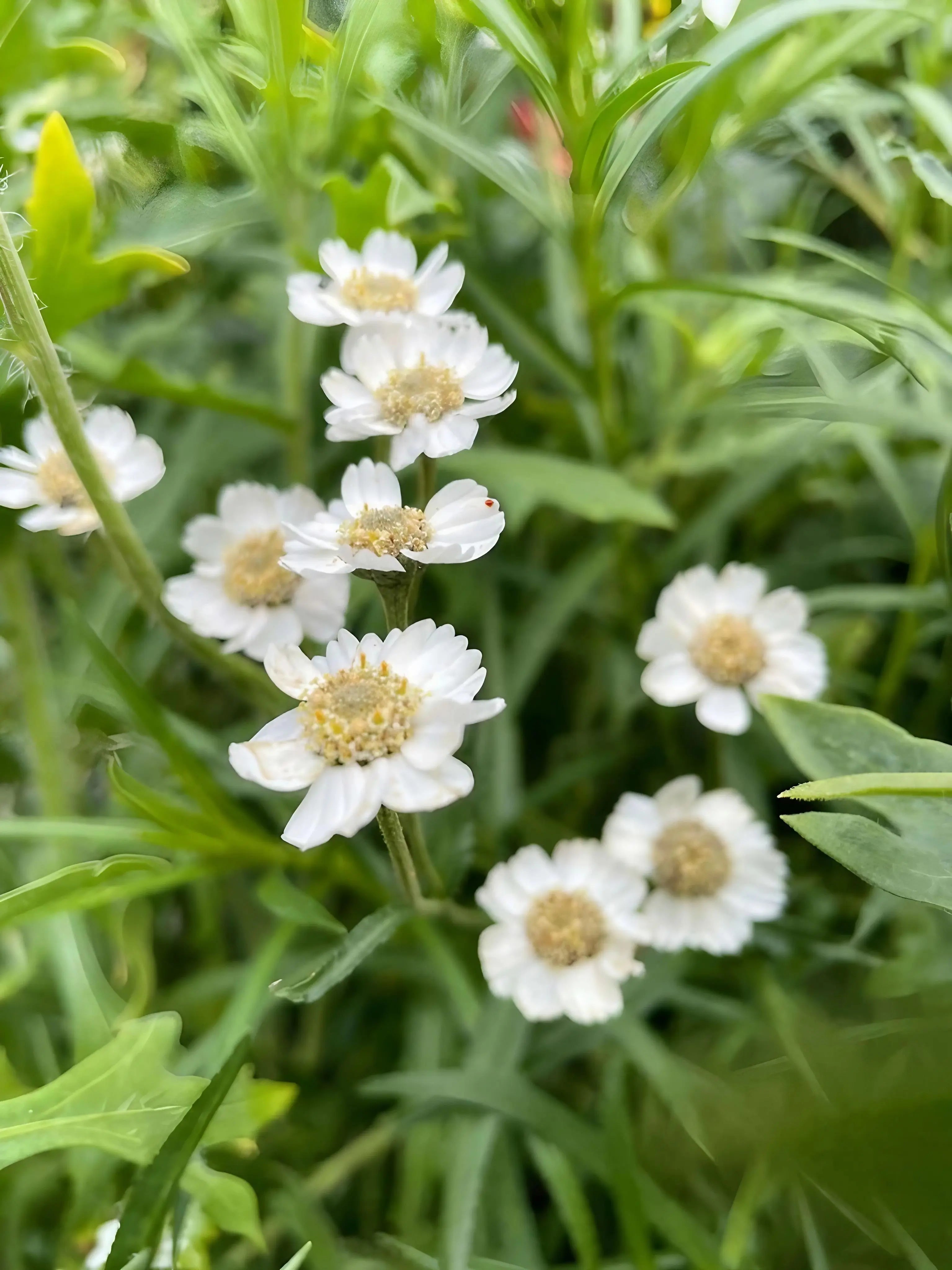 Achillea Ballerina - REGN