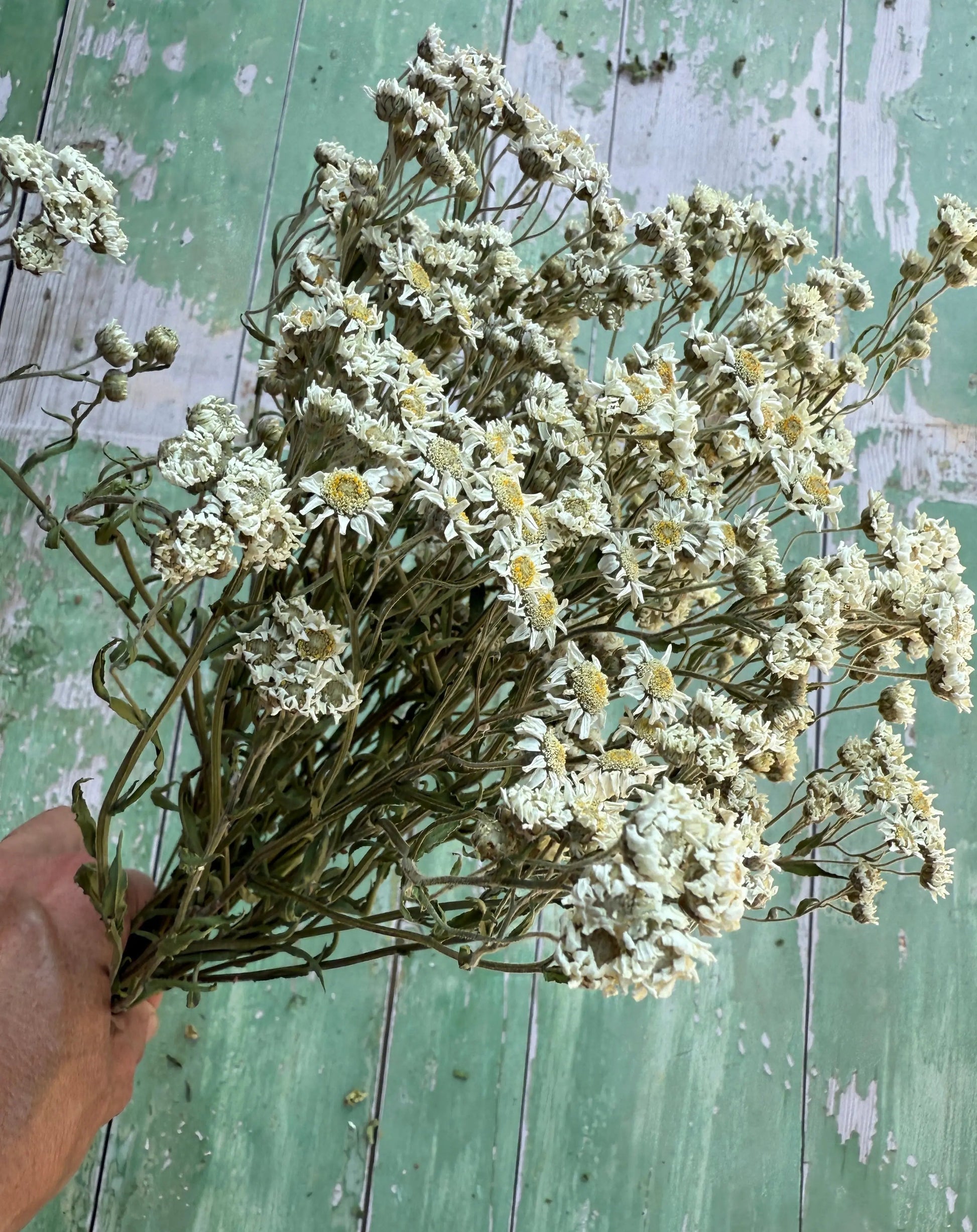 Achillea Ballerina Dried - REGN