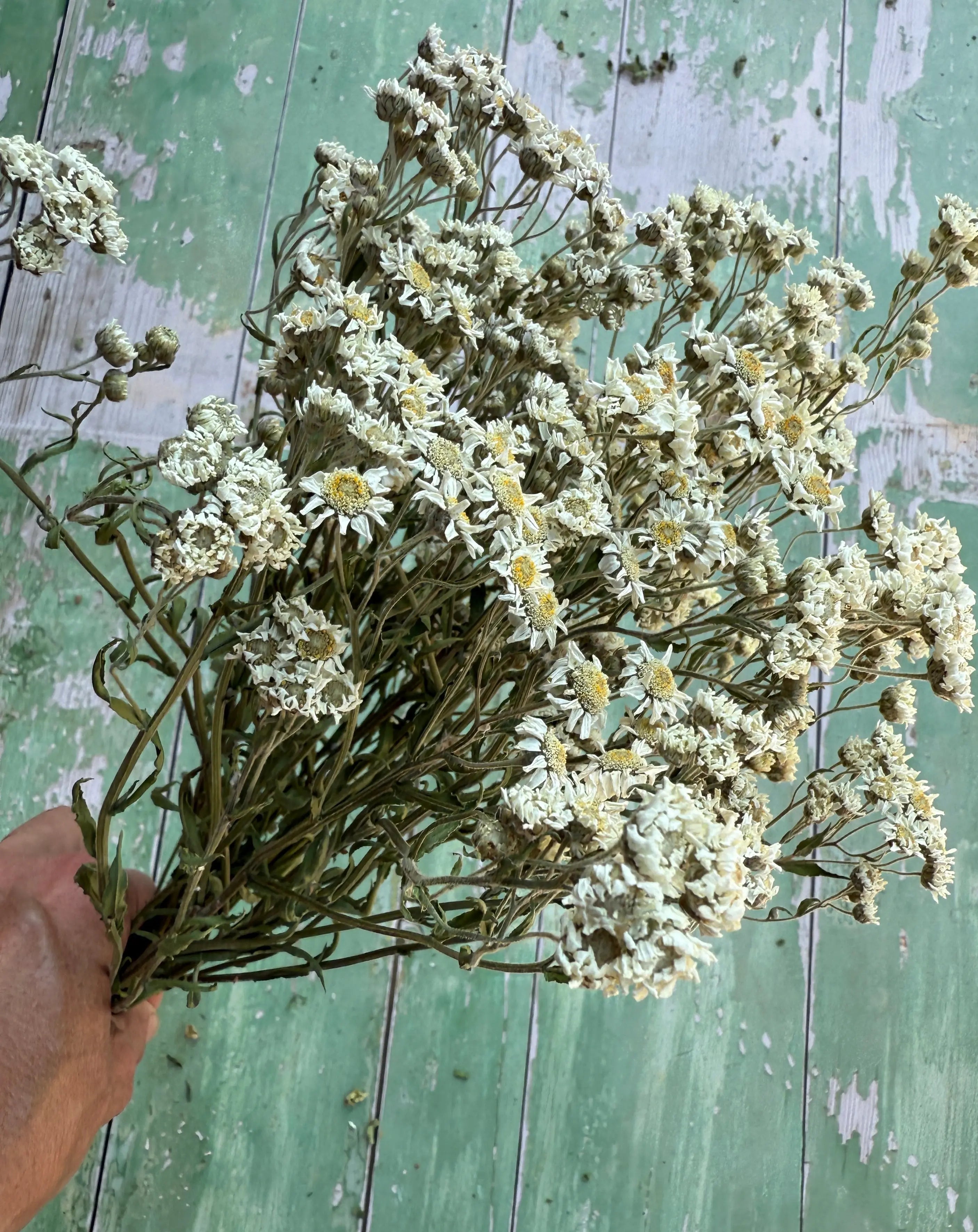 Achillea Ballerina Dried - REGN