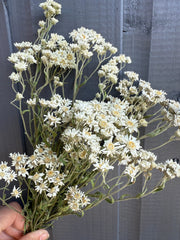 Achillea Ballerina Dried - REGN