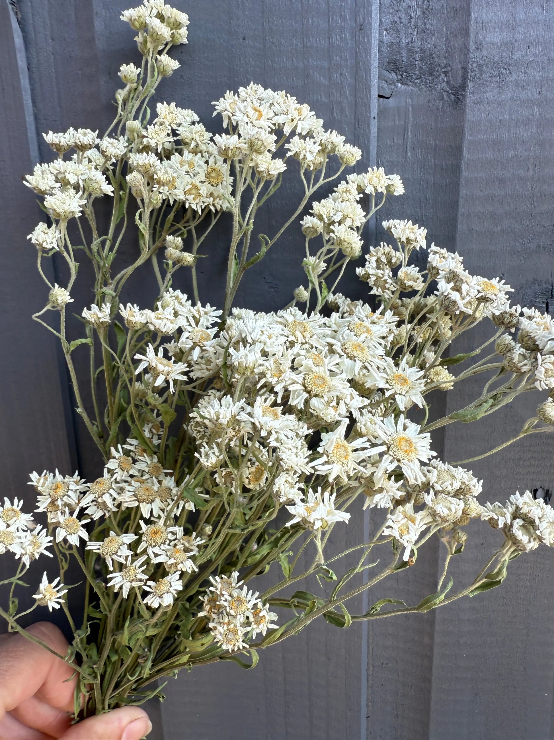 Achillea Ballerina Dried - REGN
