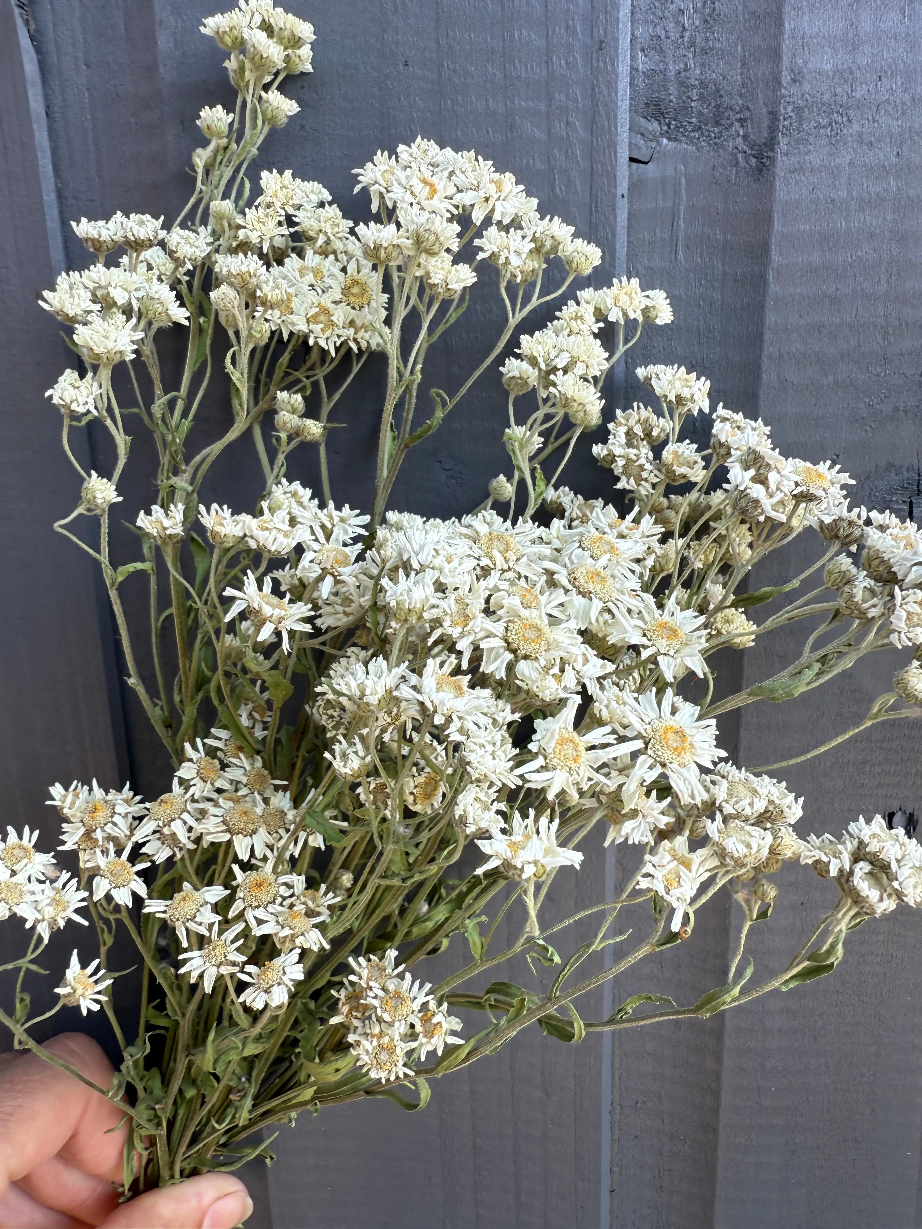Achillea Ballerina Dried - REGN