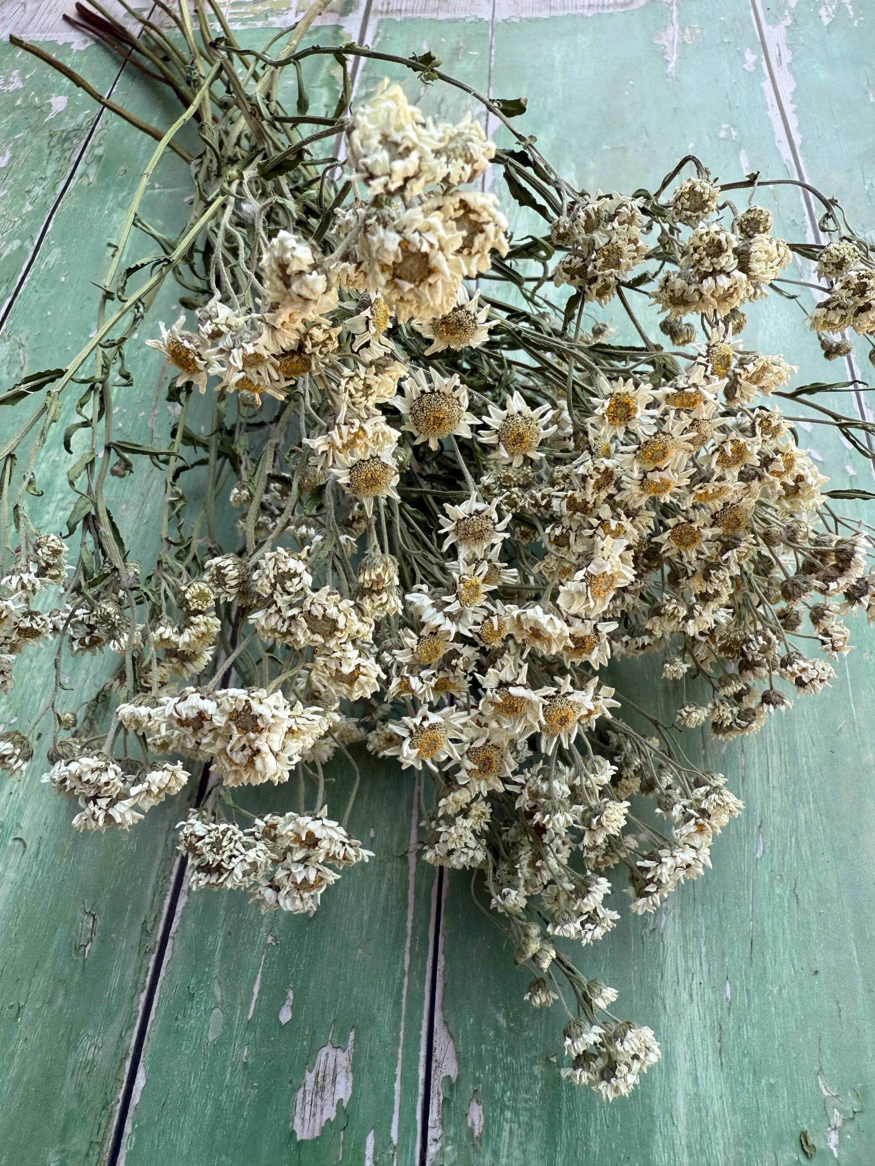Achillea Ballerina Dried - REGN
