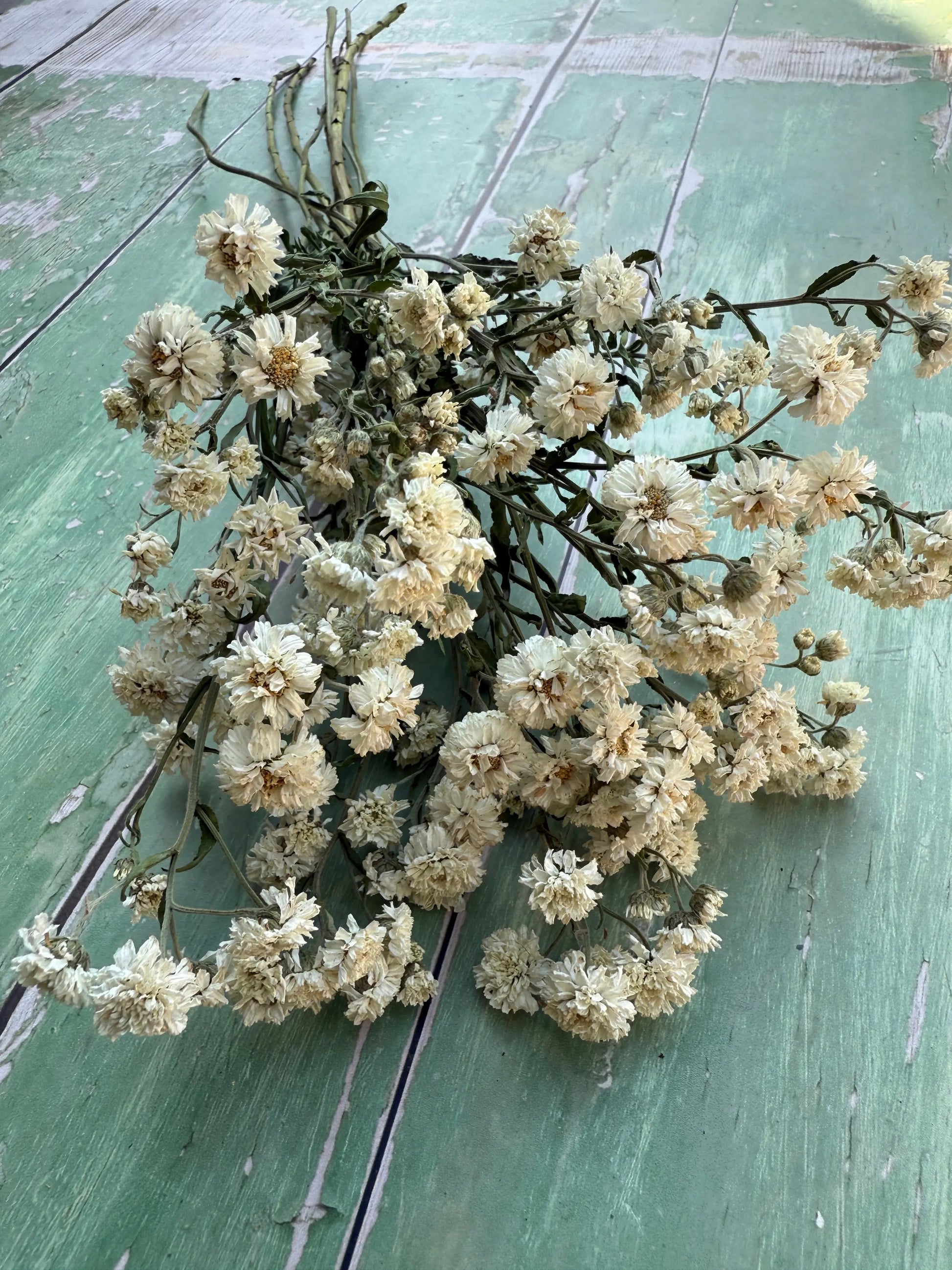 Achillea Ballerina Dried - REGN