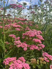 Achillea Cerise Queen - REGN