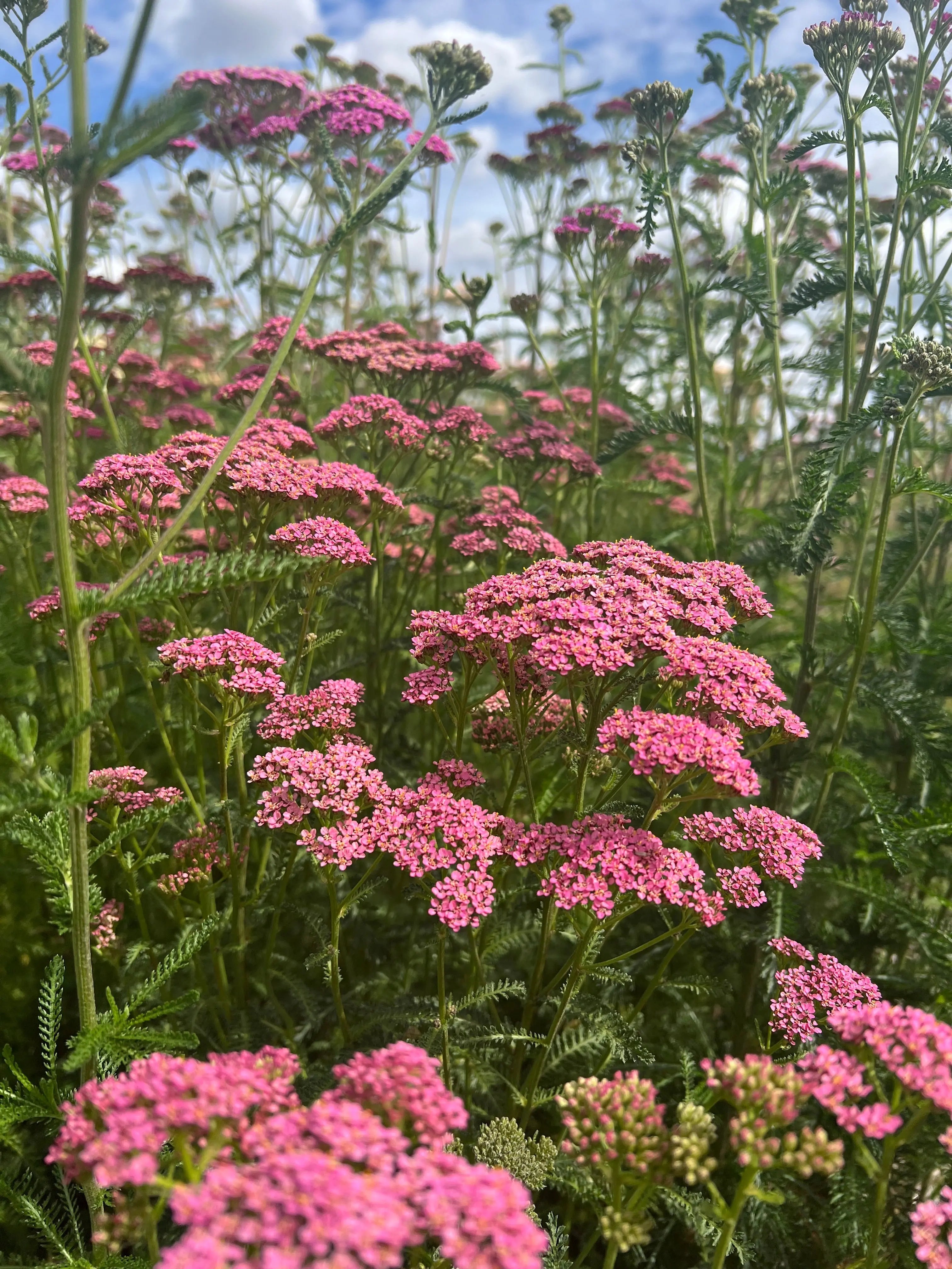 Achillea Cerise Queen - REGN