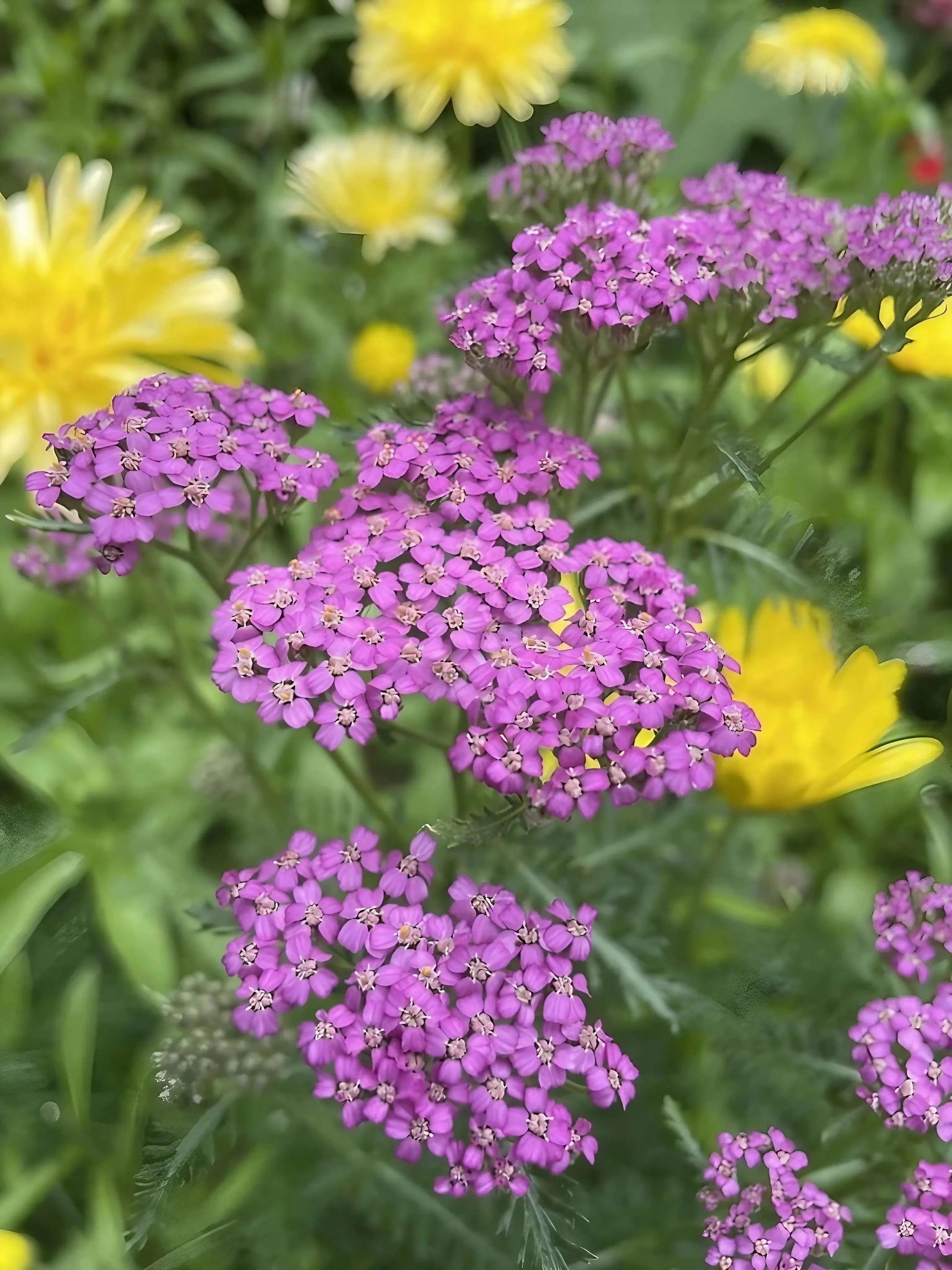 Achillea Cerise Queen - REGN
