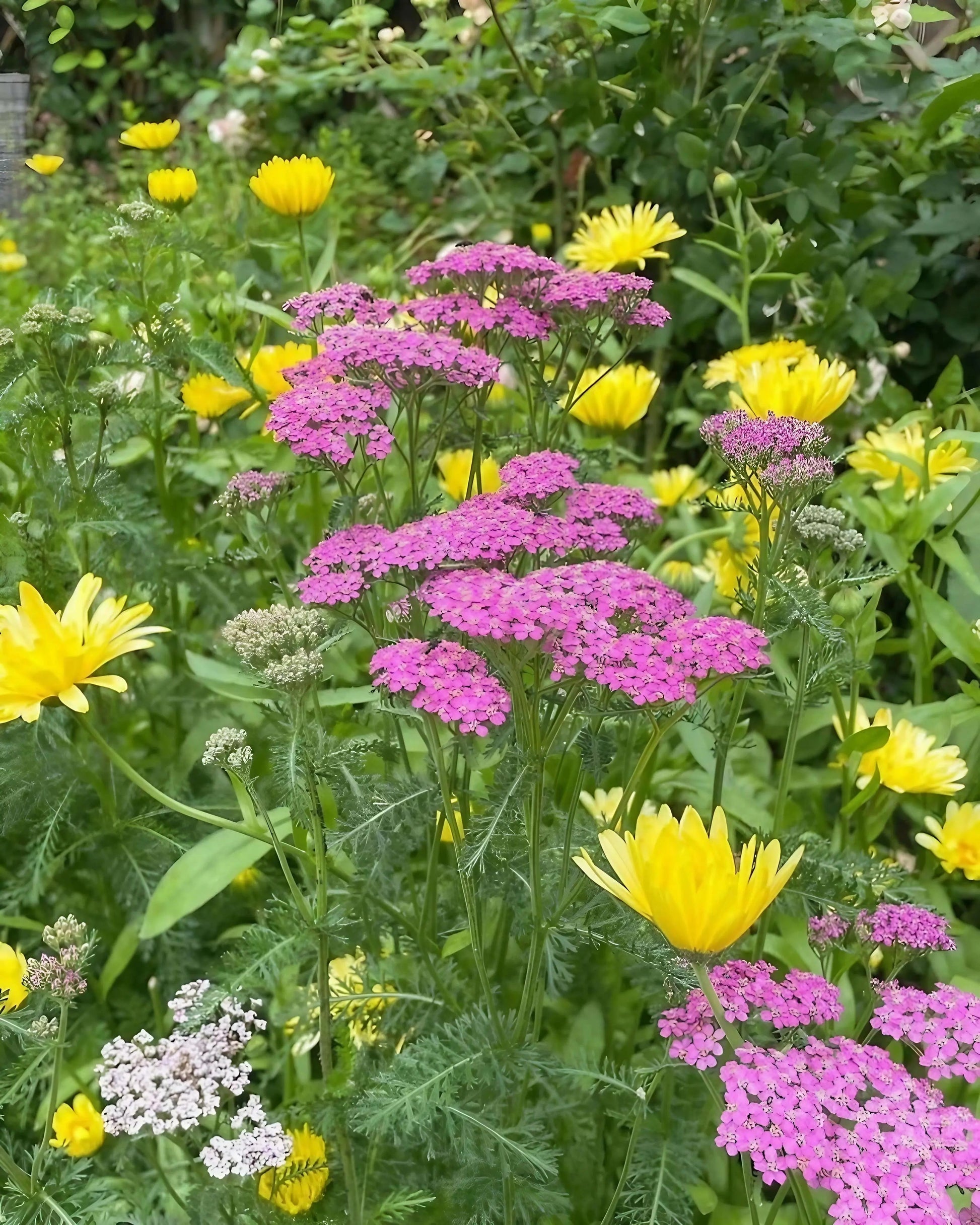 Achillea Cerise Queen - REGN