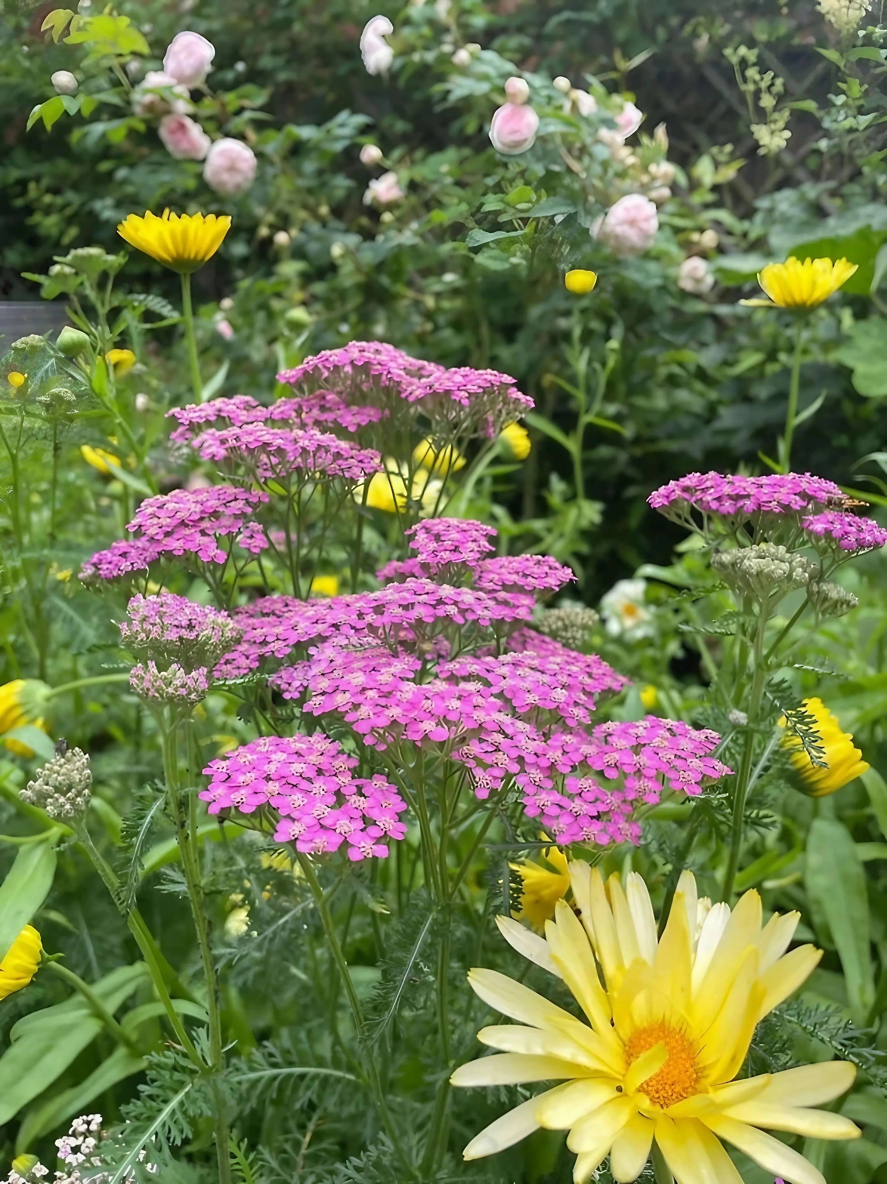 Achillea Cerise Queen - REGN