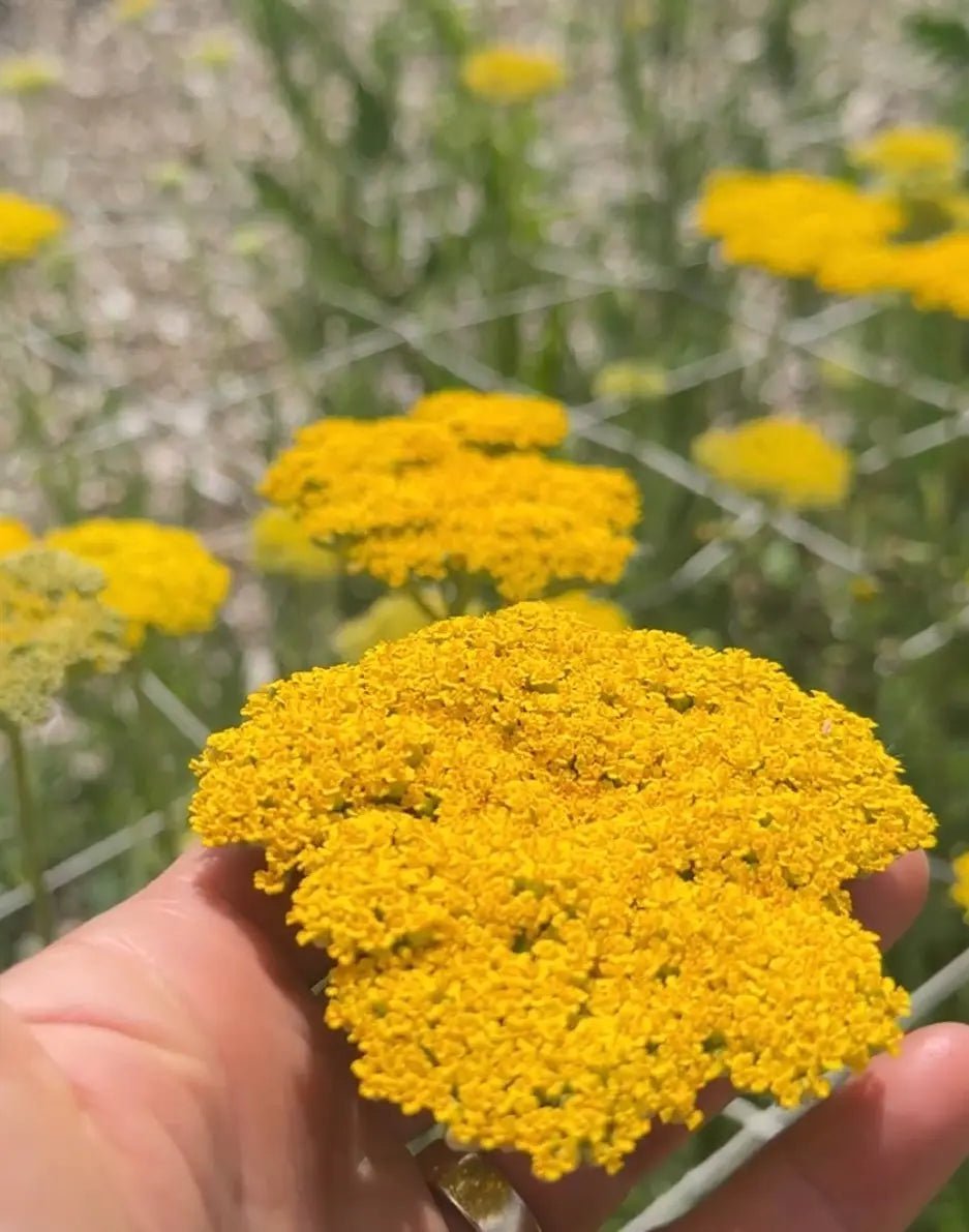 Achillea Cloth of Gold - REGN