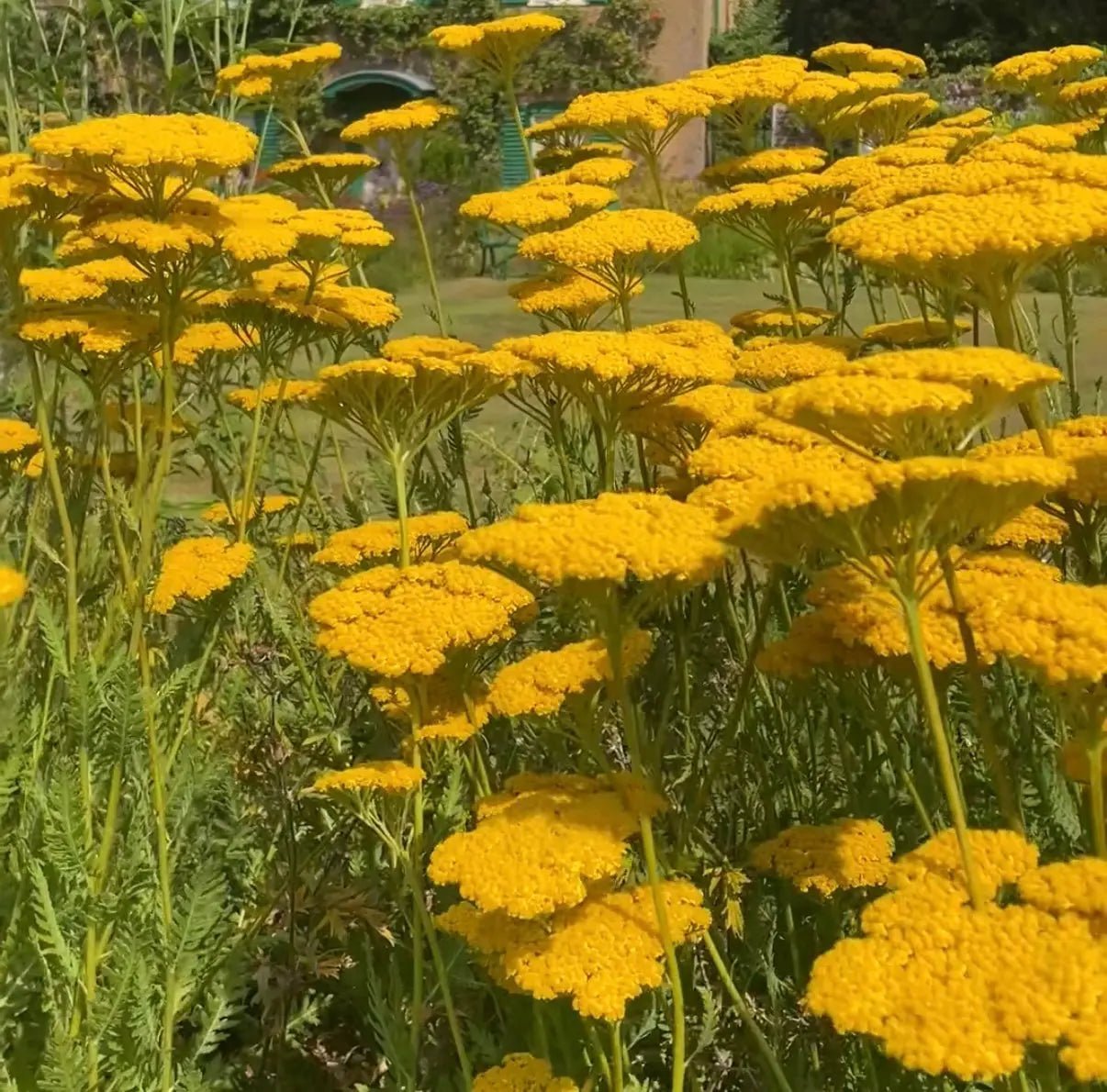 Achillea Cloth of Gold - REGN