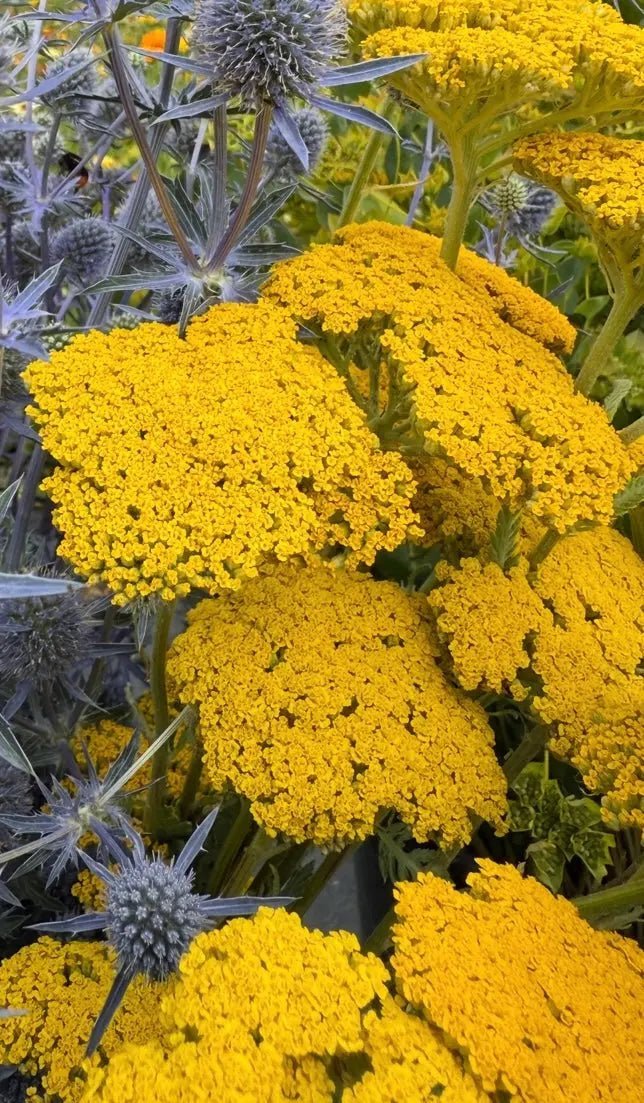 Achillea Cloth of Gold - REGN