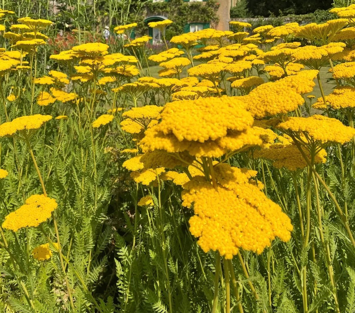 Achillea Cloth of Gold - REGN