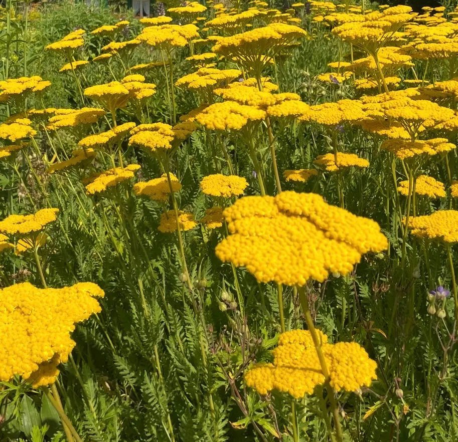 Achillea Cloth of Gold - REGN