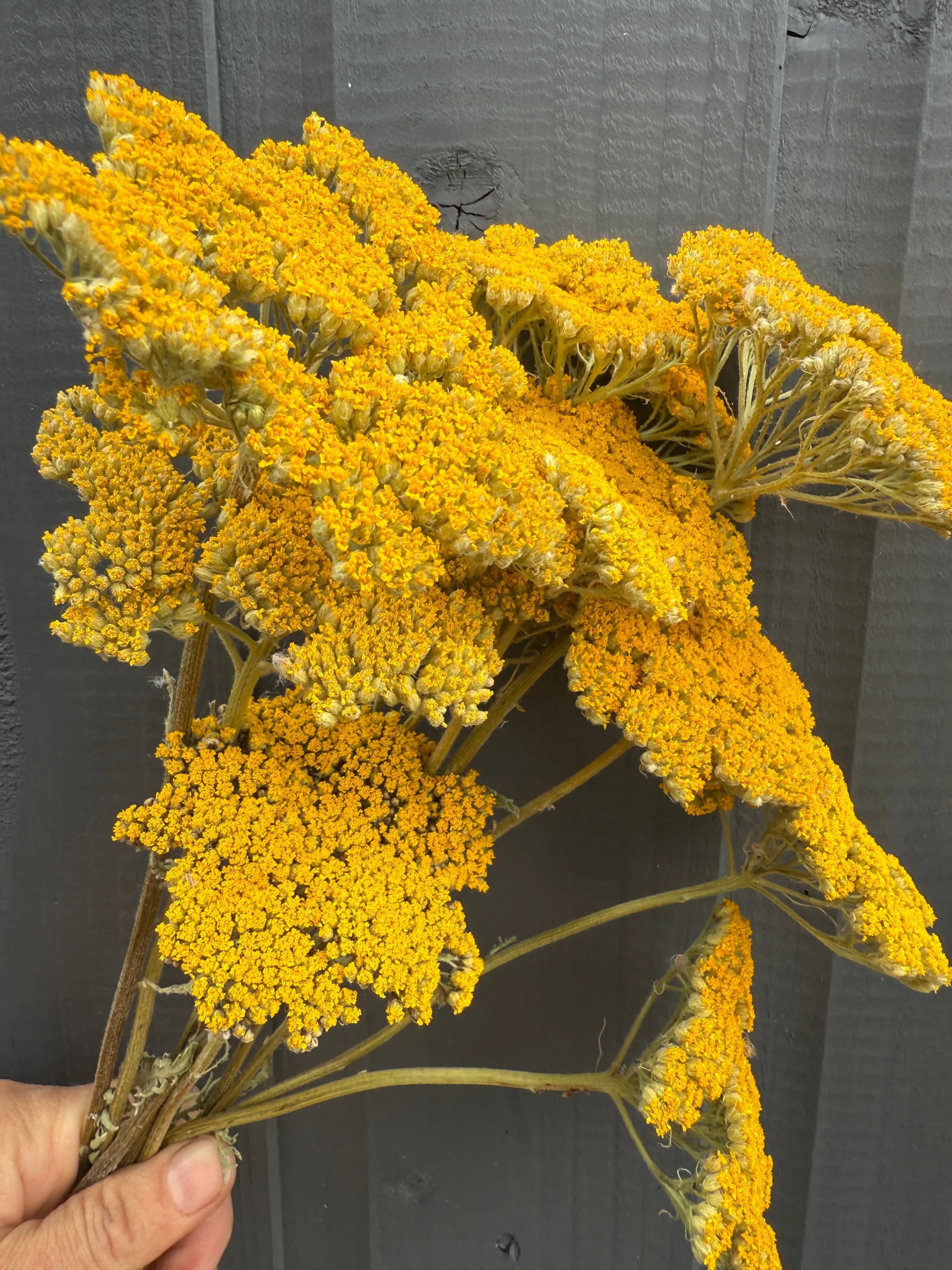 Achillea Cloth of Gold Dried - REGN
