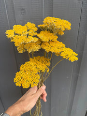 Achillea Cloth of Gold Dried - REGN