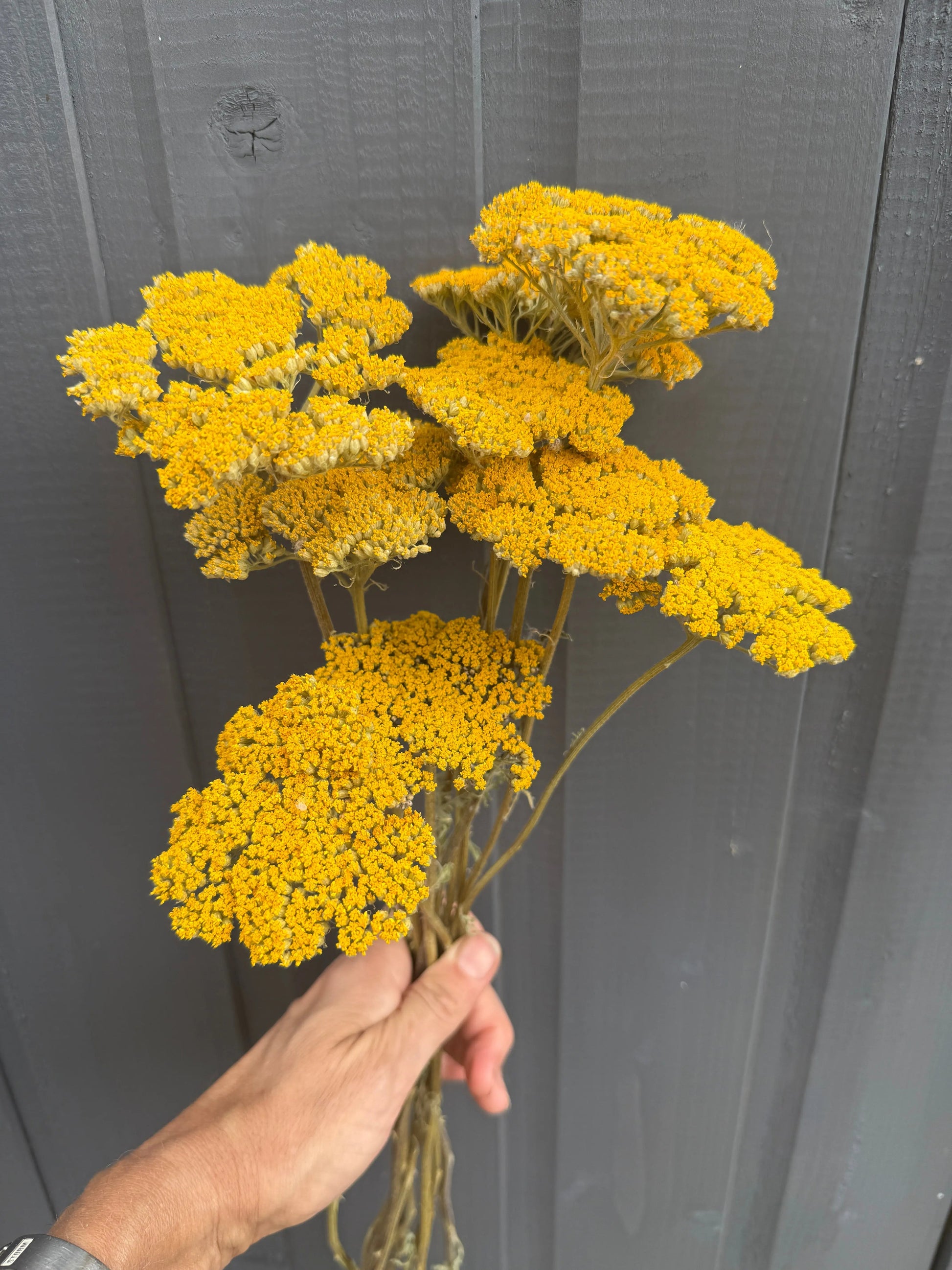 Achillea Cloth of Gold Dried - REGN