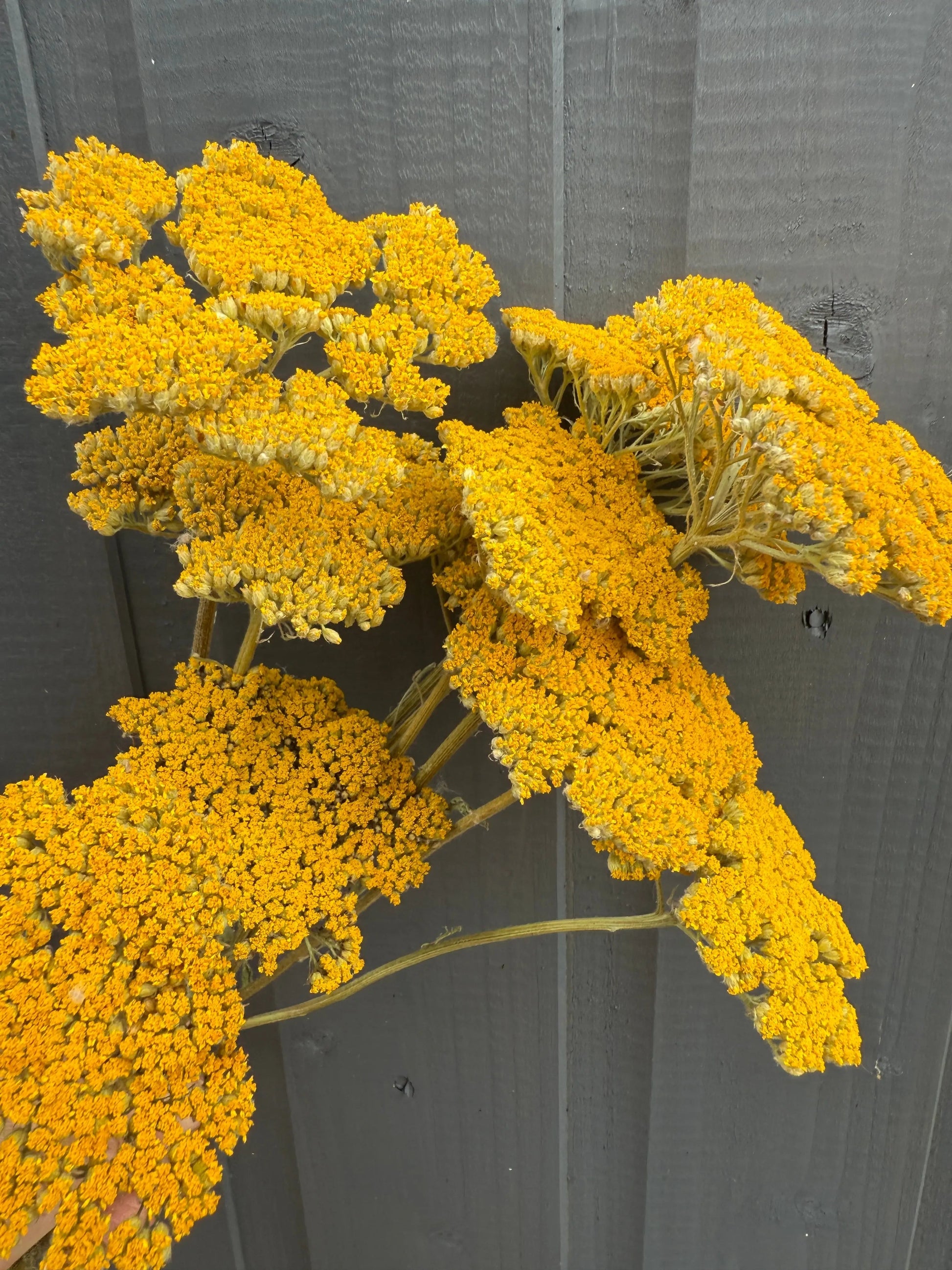 Achillea Cloth of Gold Dried - REGN