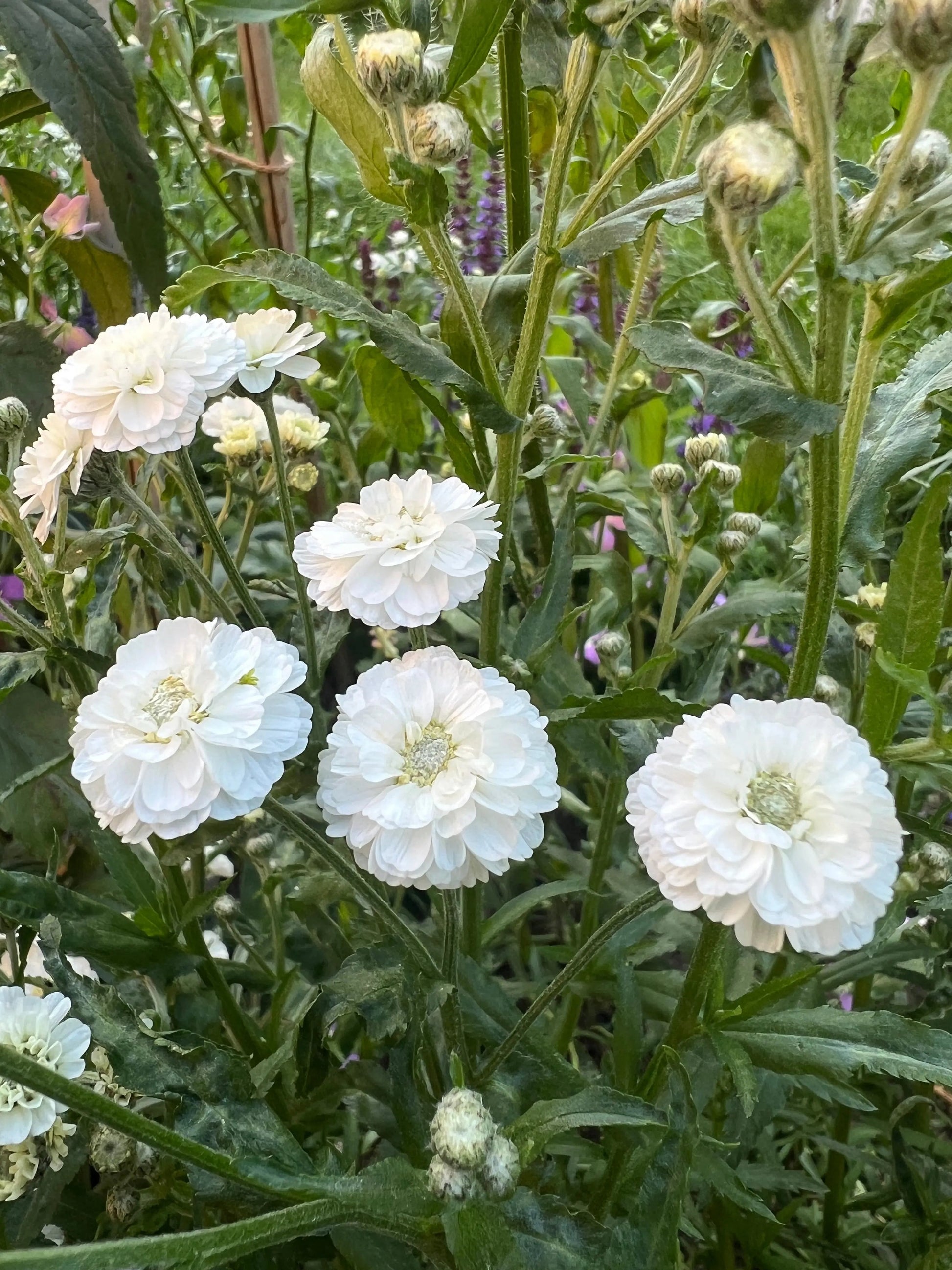 Achillea Marshmallow - REGN