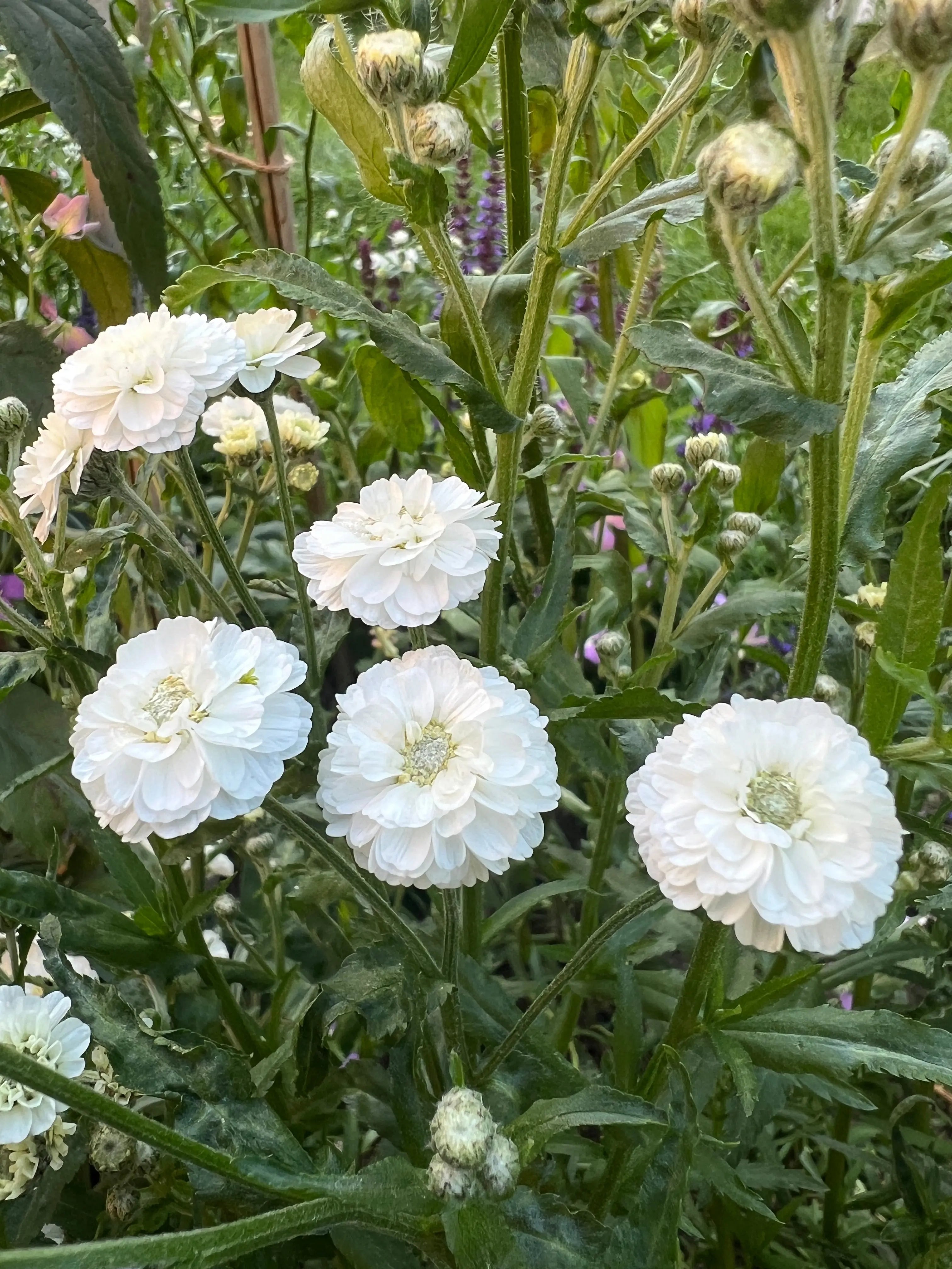Achillea Marshmallow - REGN