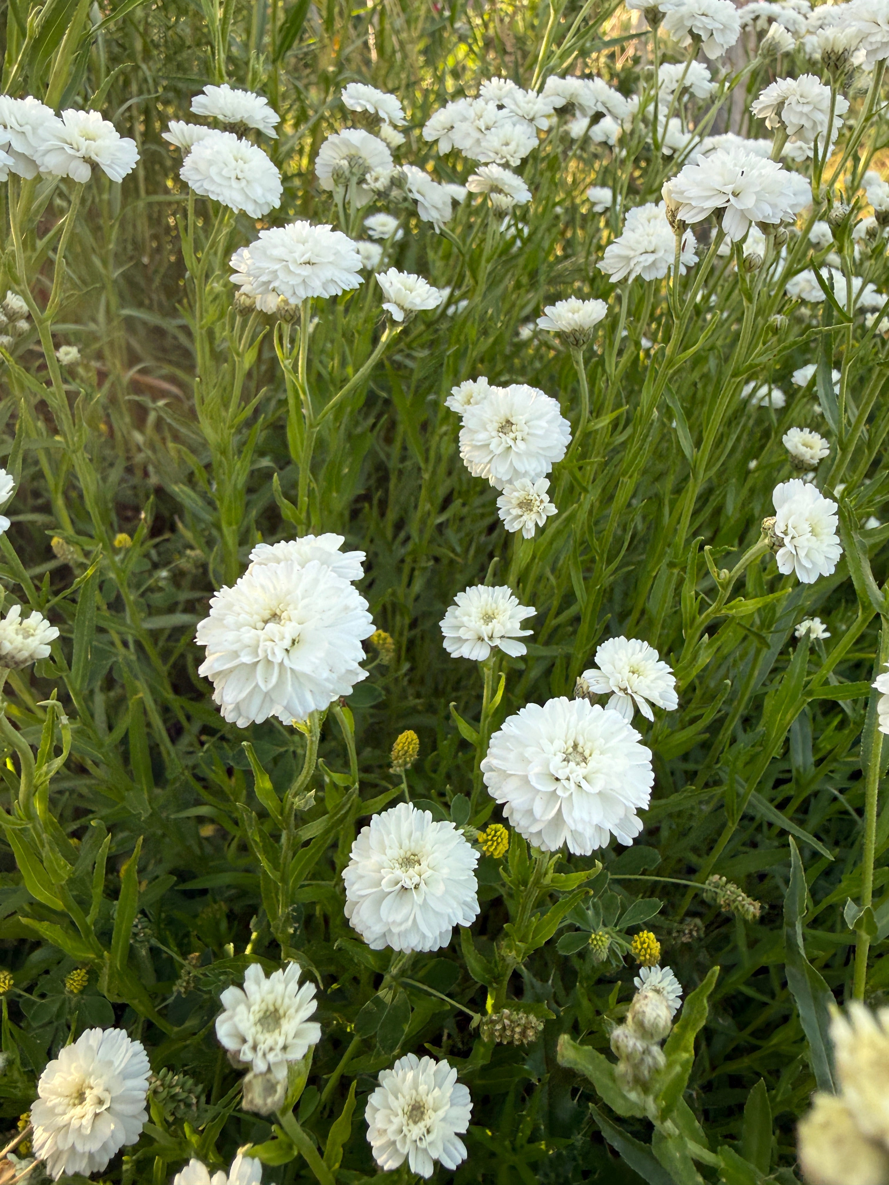 Achillea Marshmallow - REGN