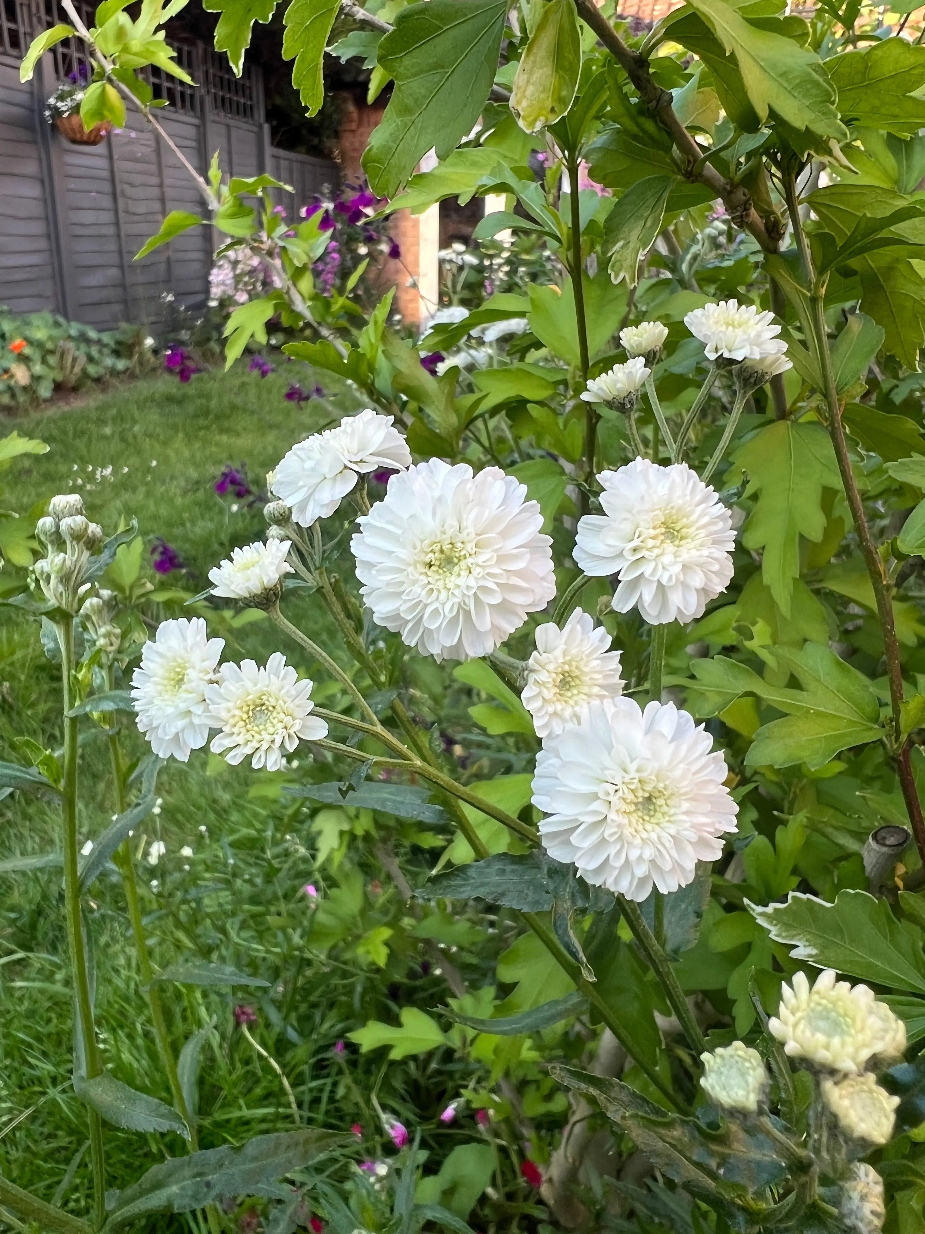 Achillea Marshmallow - REGN