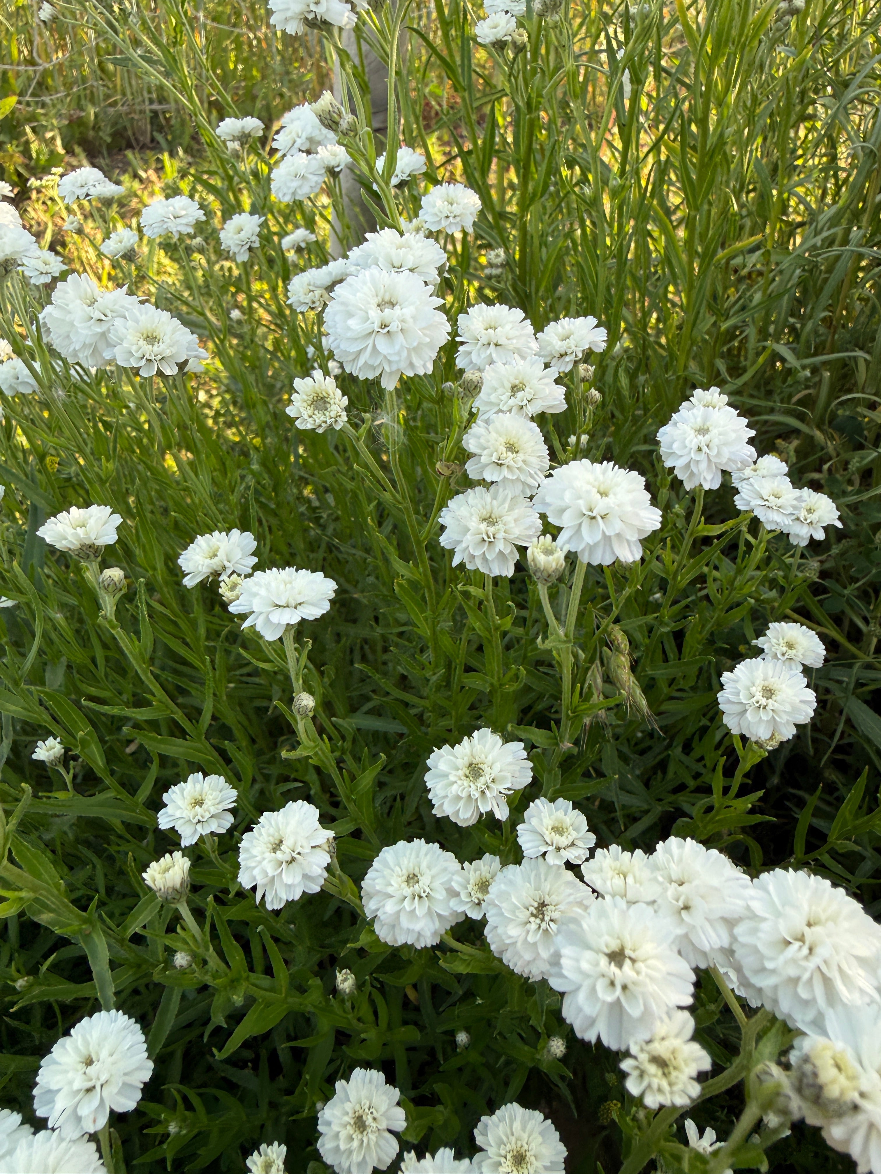 Achillea Marshmallow - REGN