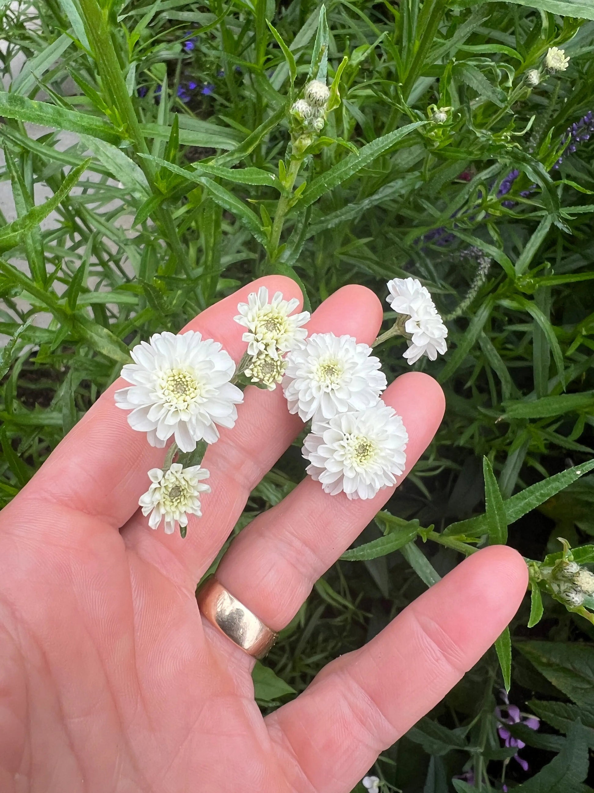Achillea Marshmallow - REGN