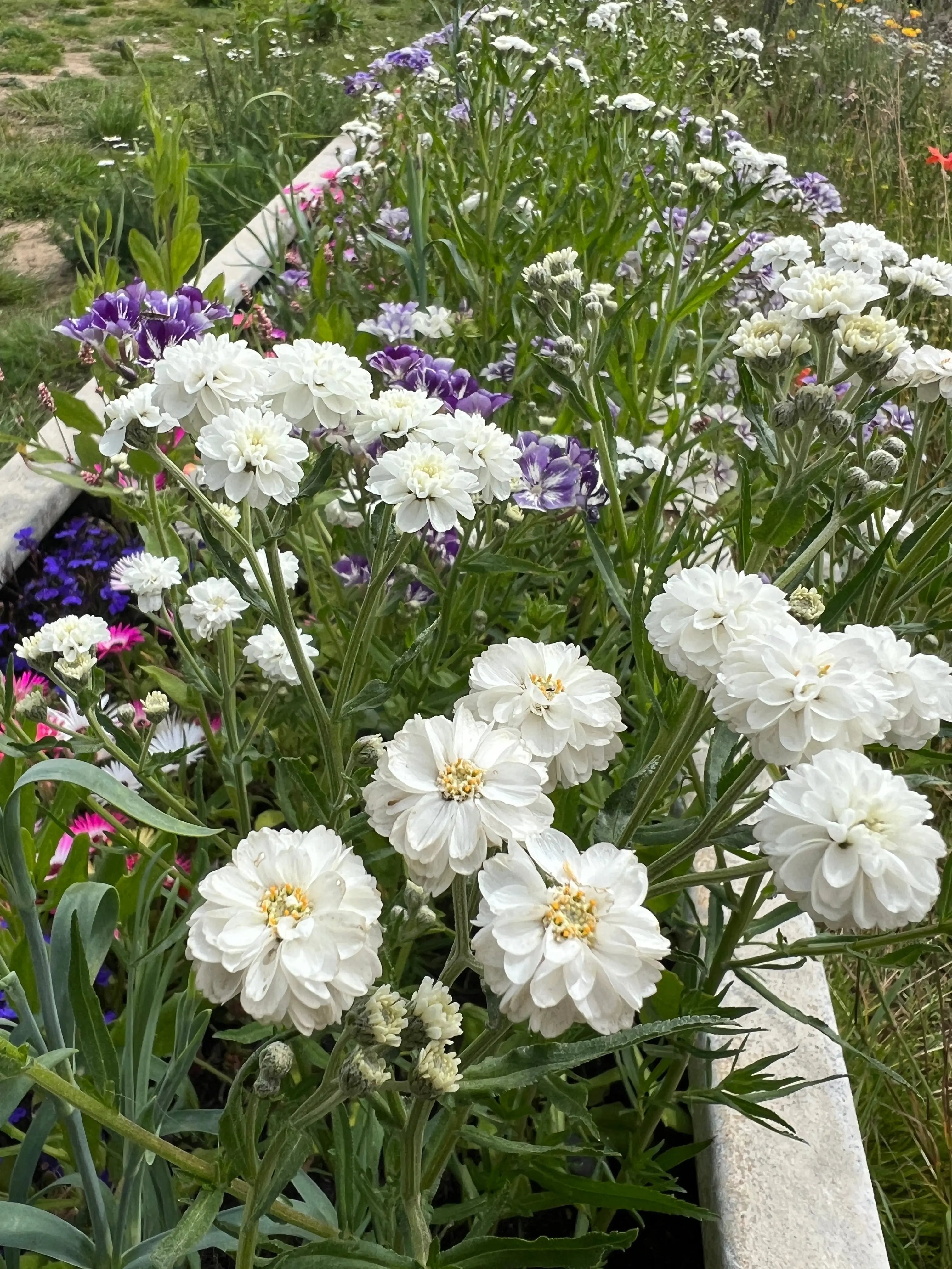 Achillea Marshmallow - REGN