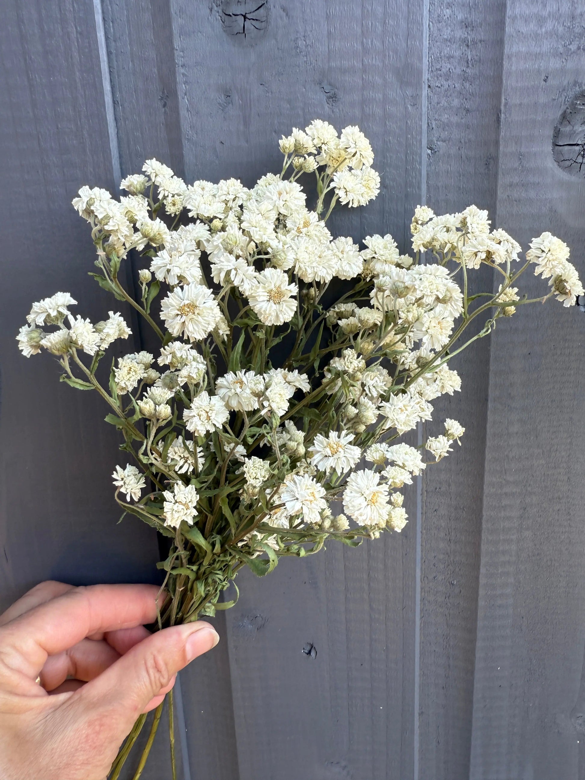 Achillea Marshmallow Dried - REGN