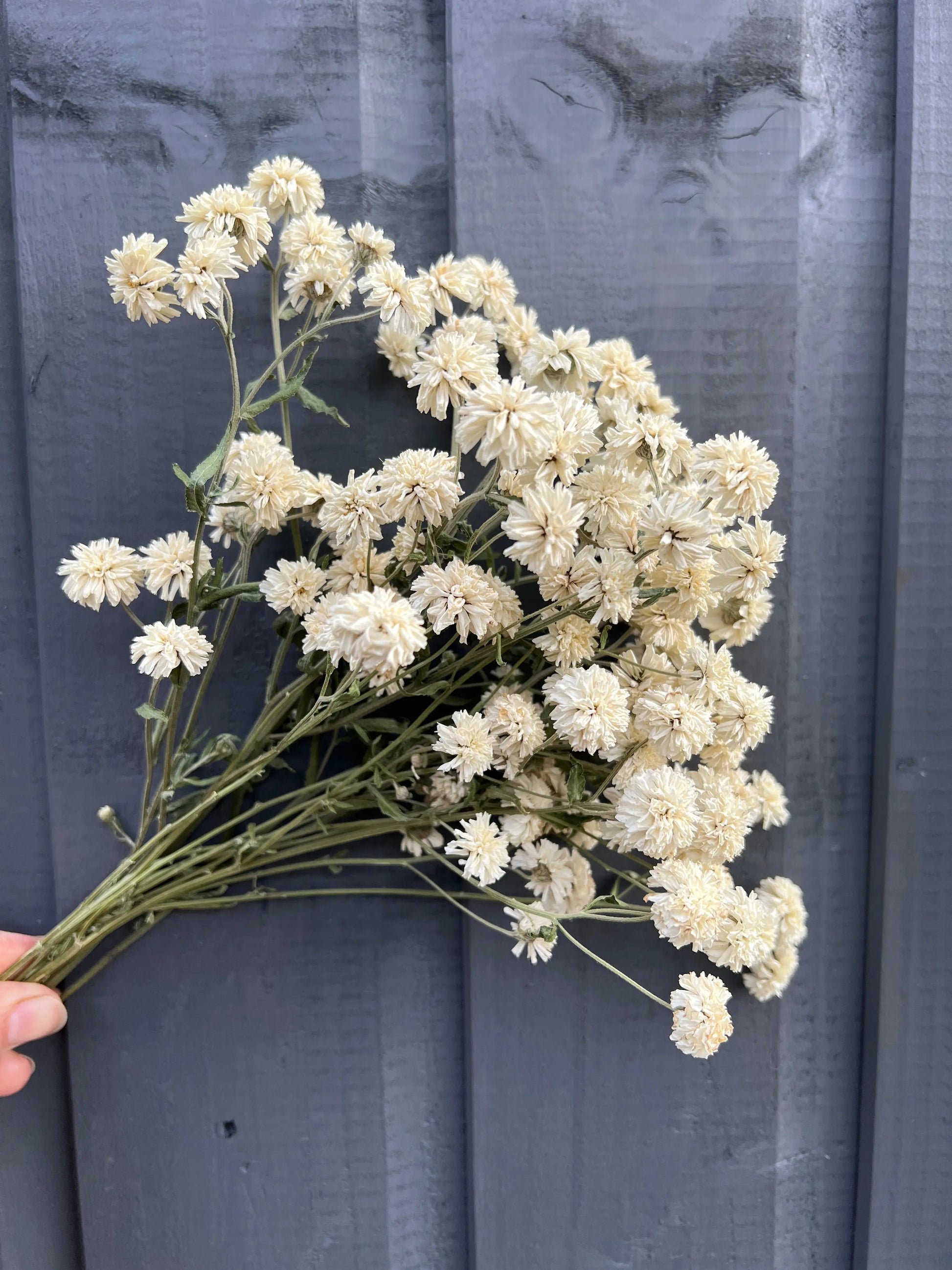 Achillea Marshmallow Dried - REGN