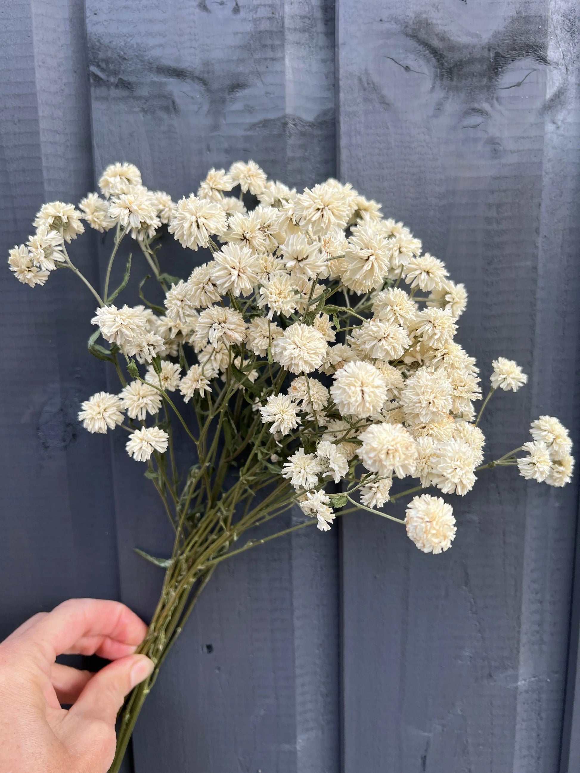 Achillea Marshmallow Dried - REGN