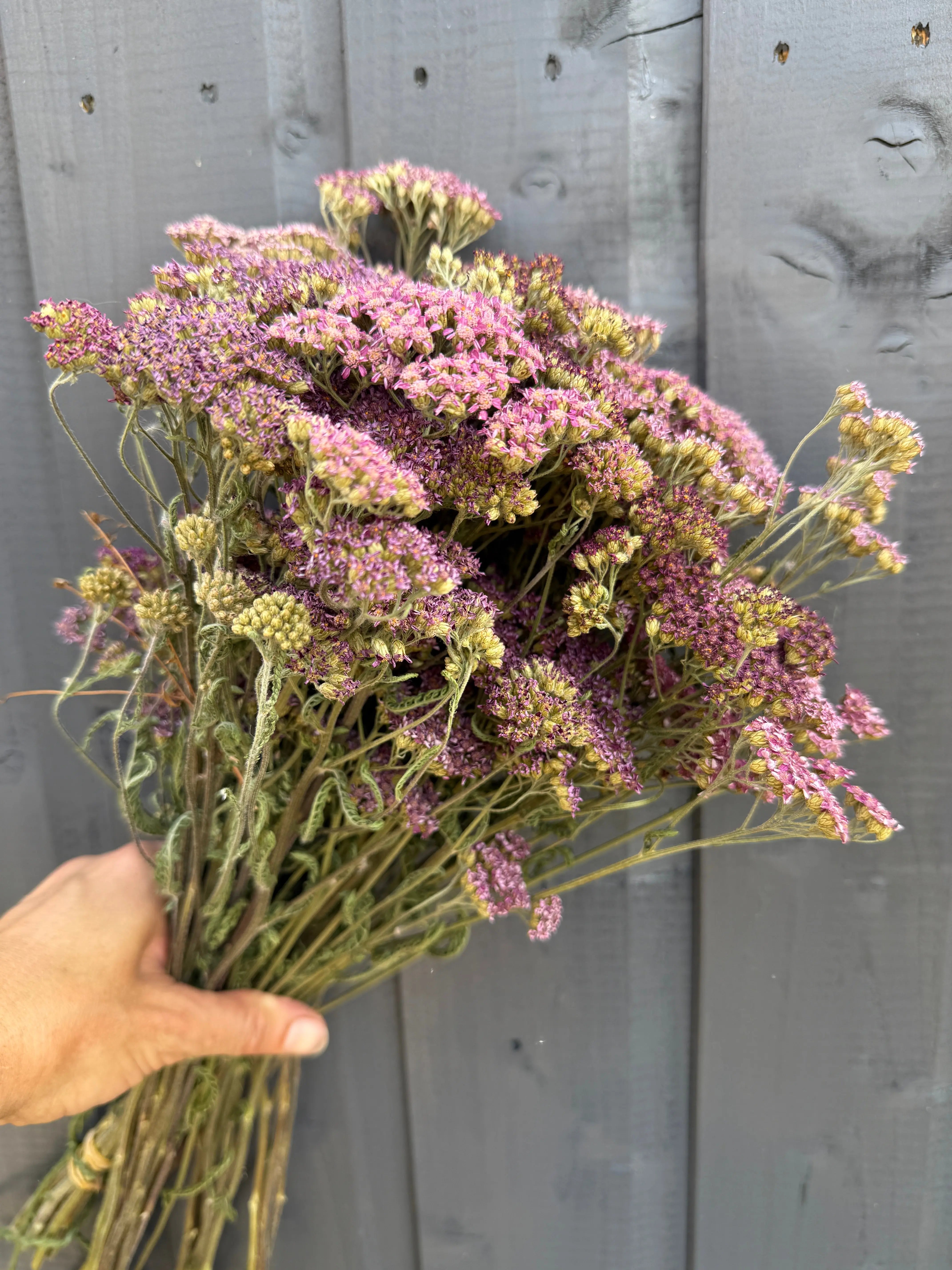 Achillea Mix Dried - REGN