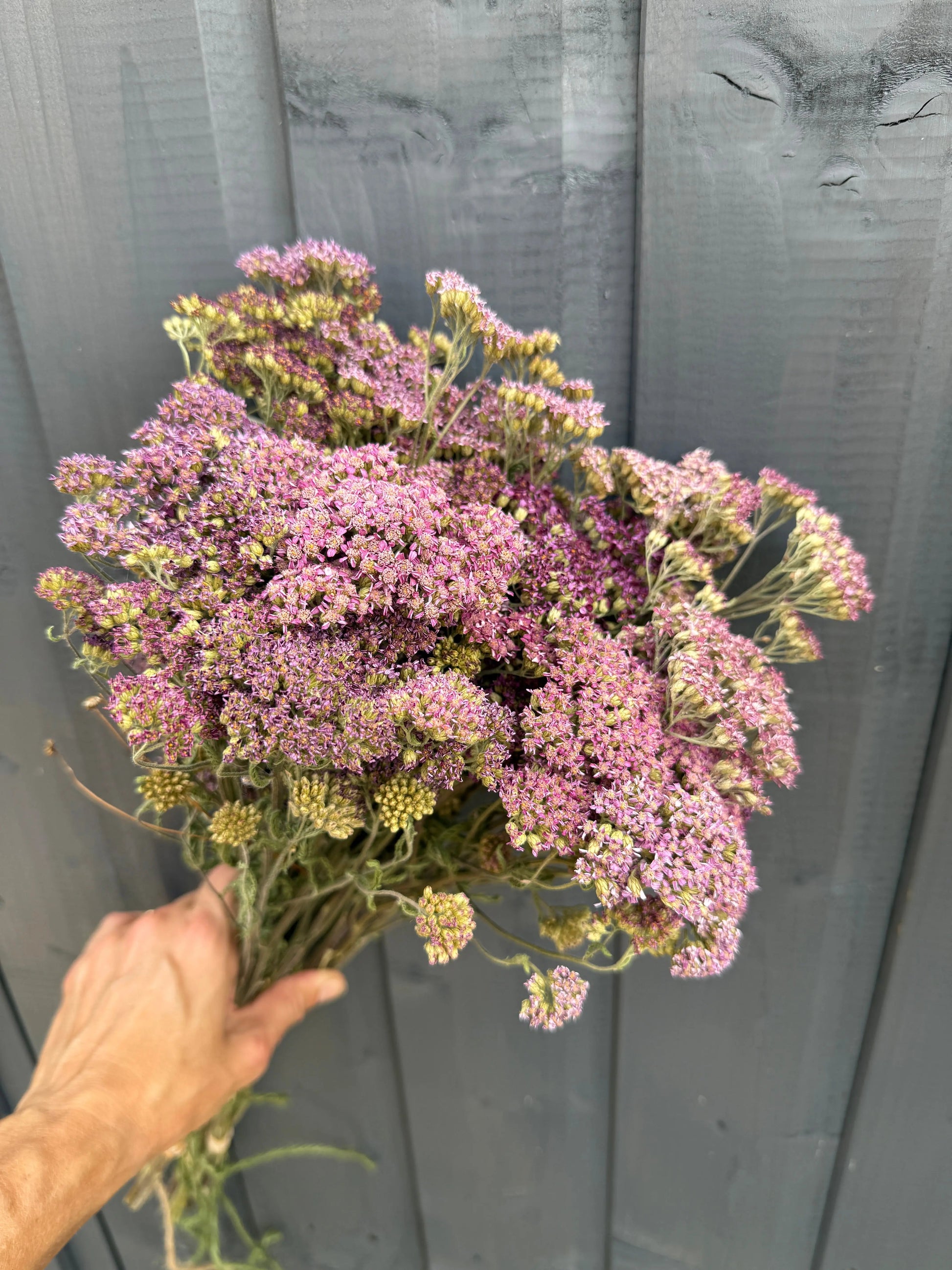 Achillea Mix Dried - REGN