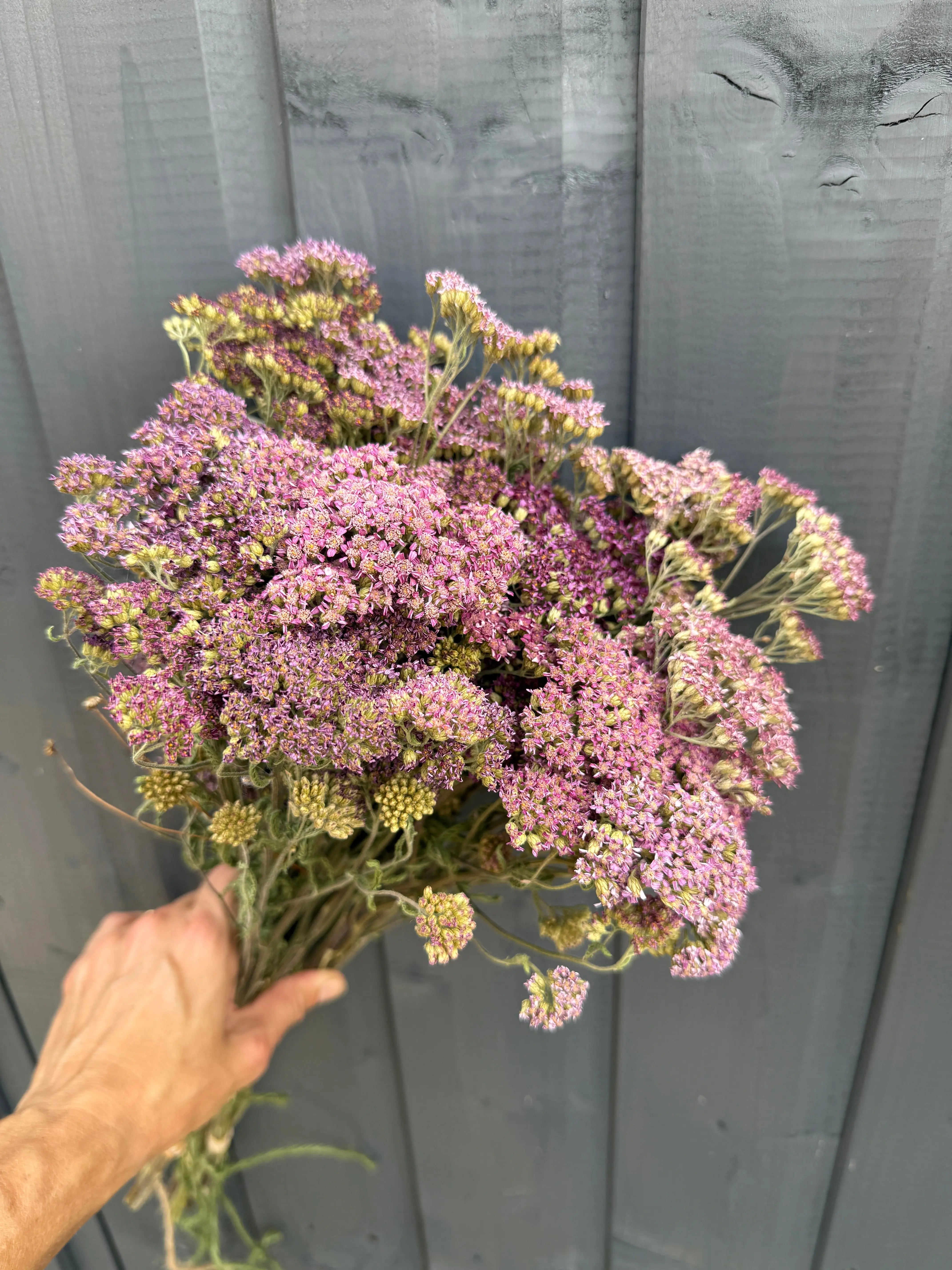 Achillea Mix Dried - REGN