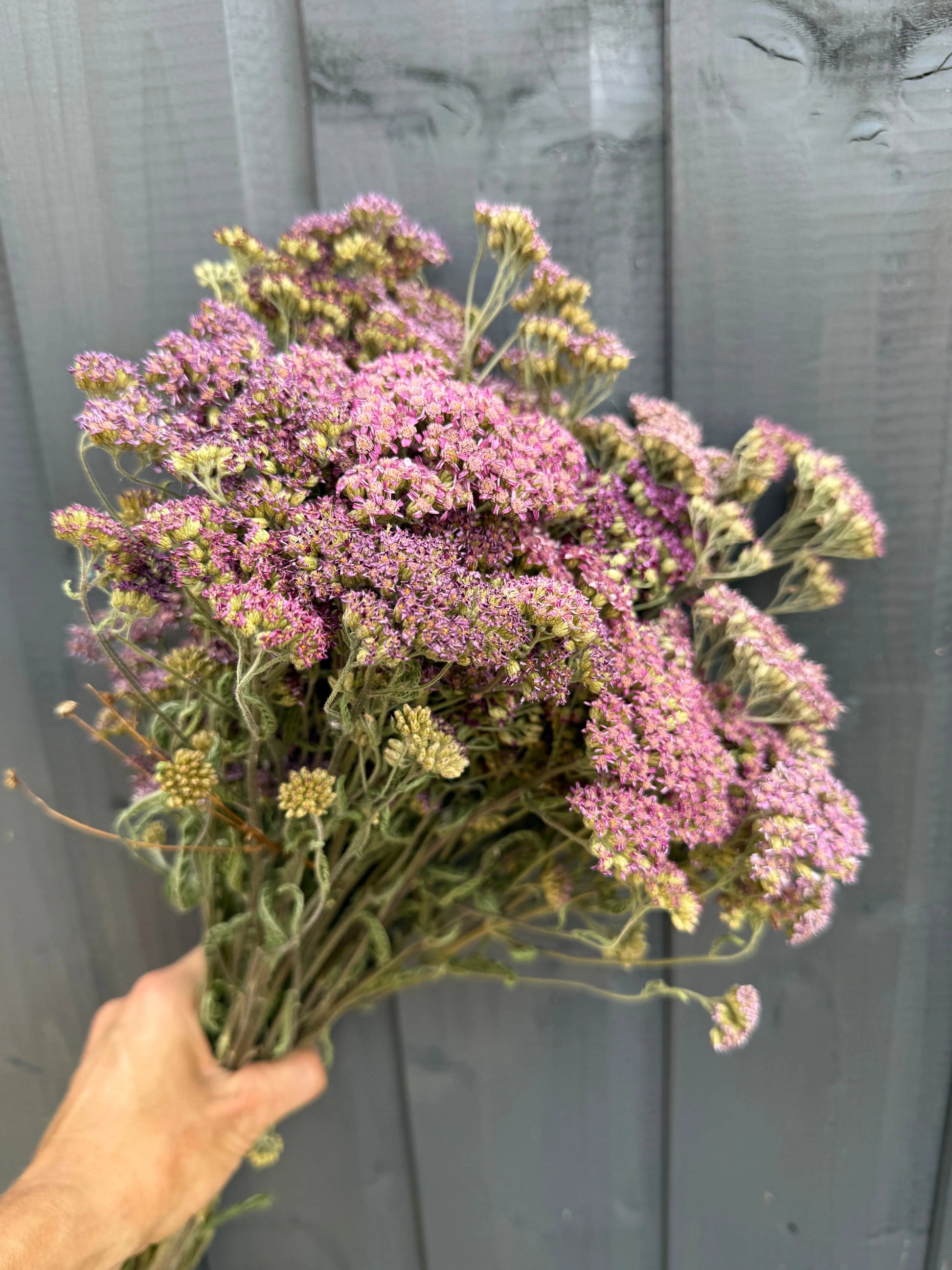 Achillea Mix Dried - REGN