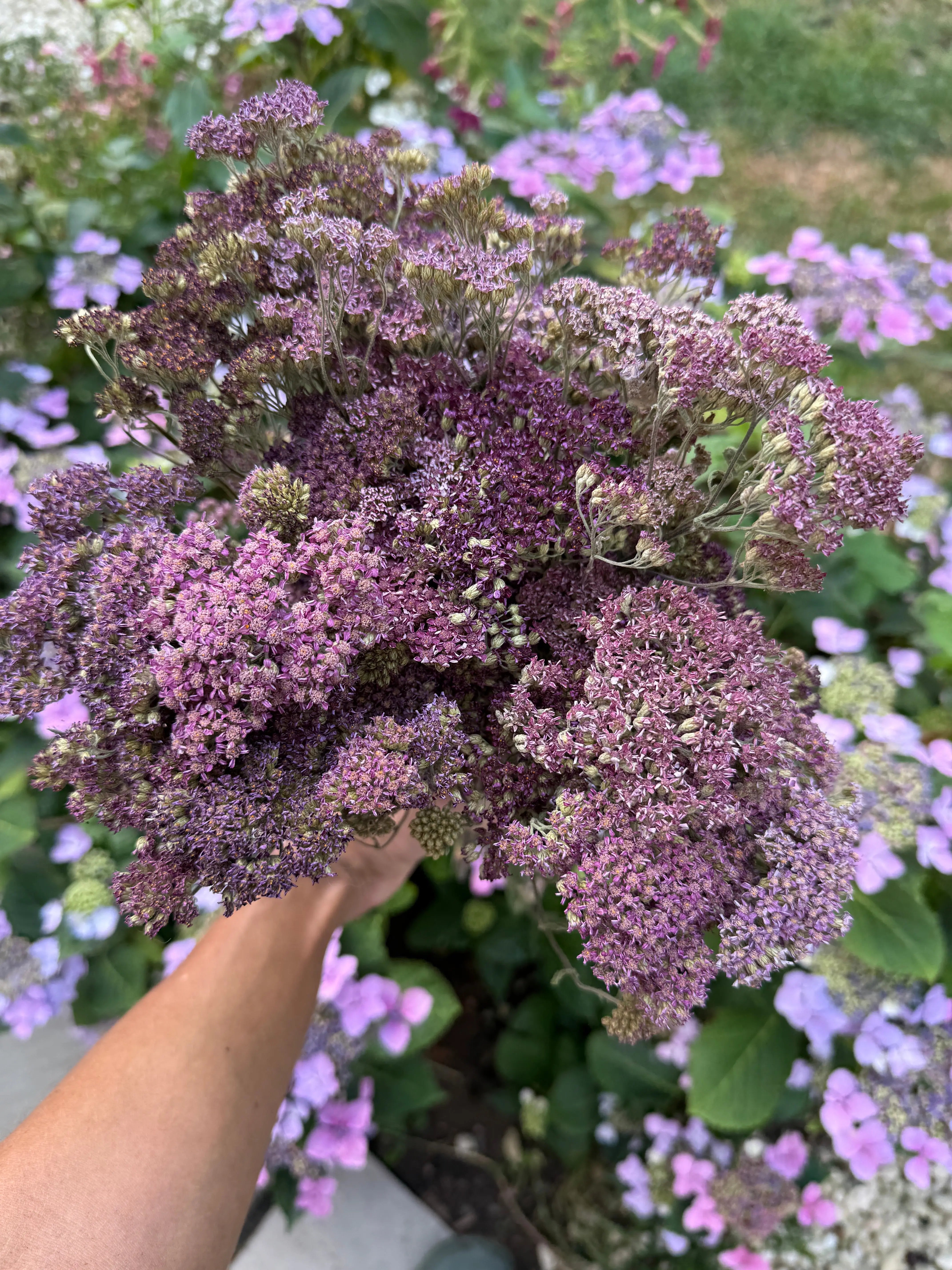 Achillea Mix Dried - REGN
