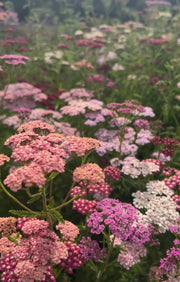 Achillea Pastel Mixed - REGN