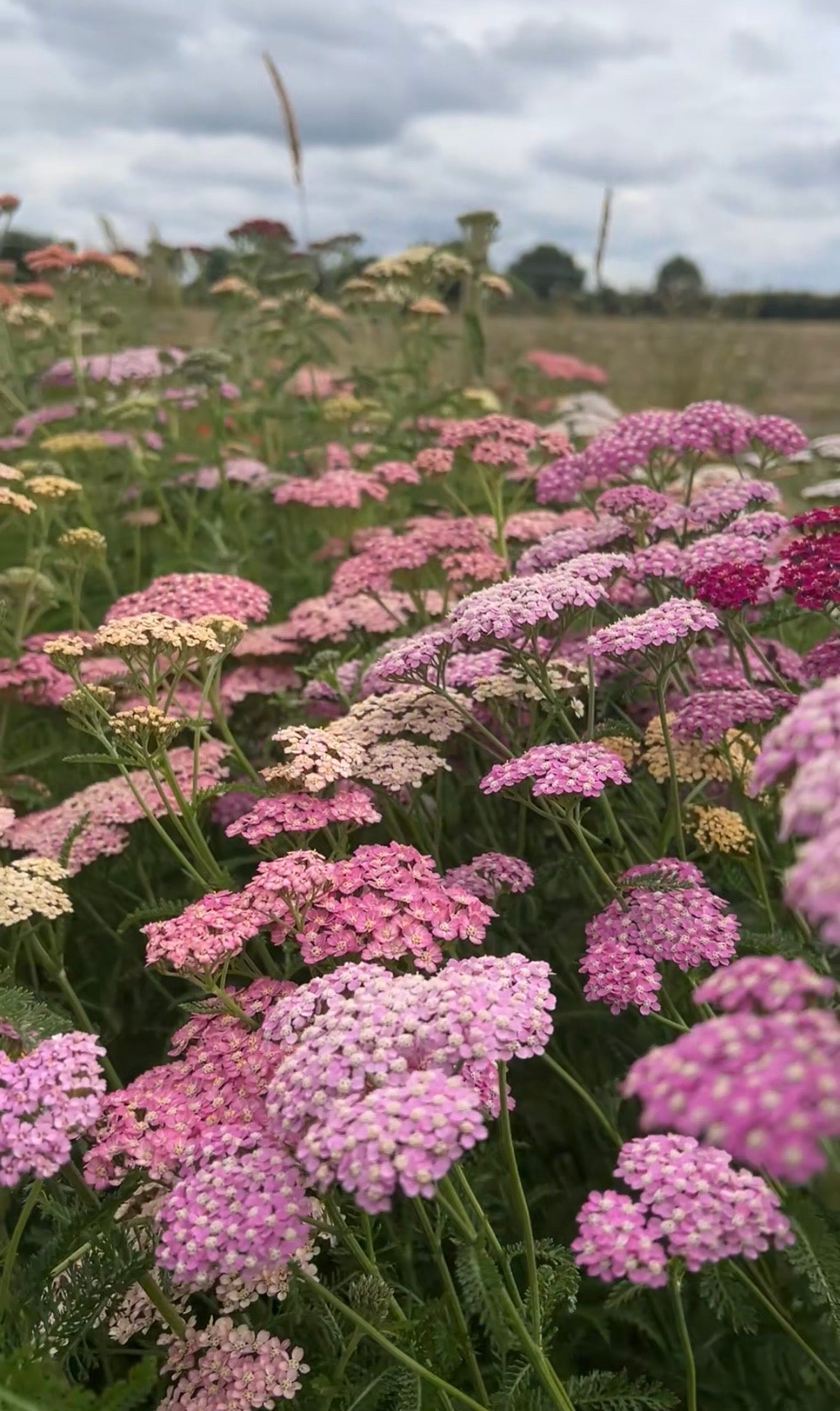 Achillea Pastel Mixed - REGN