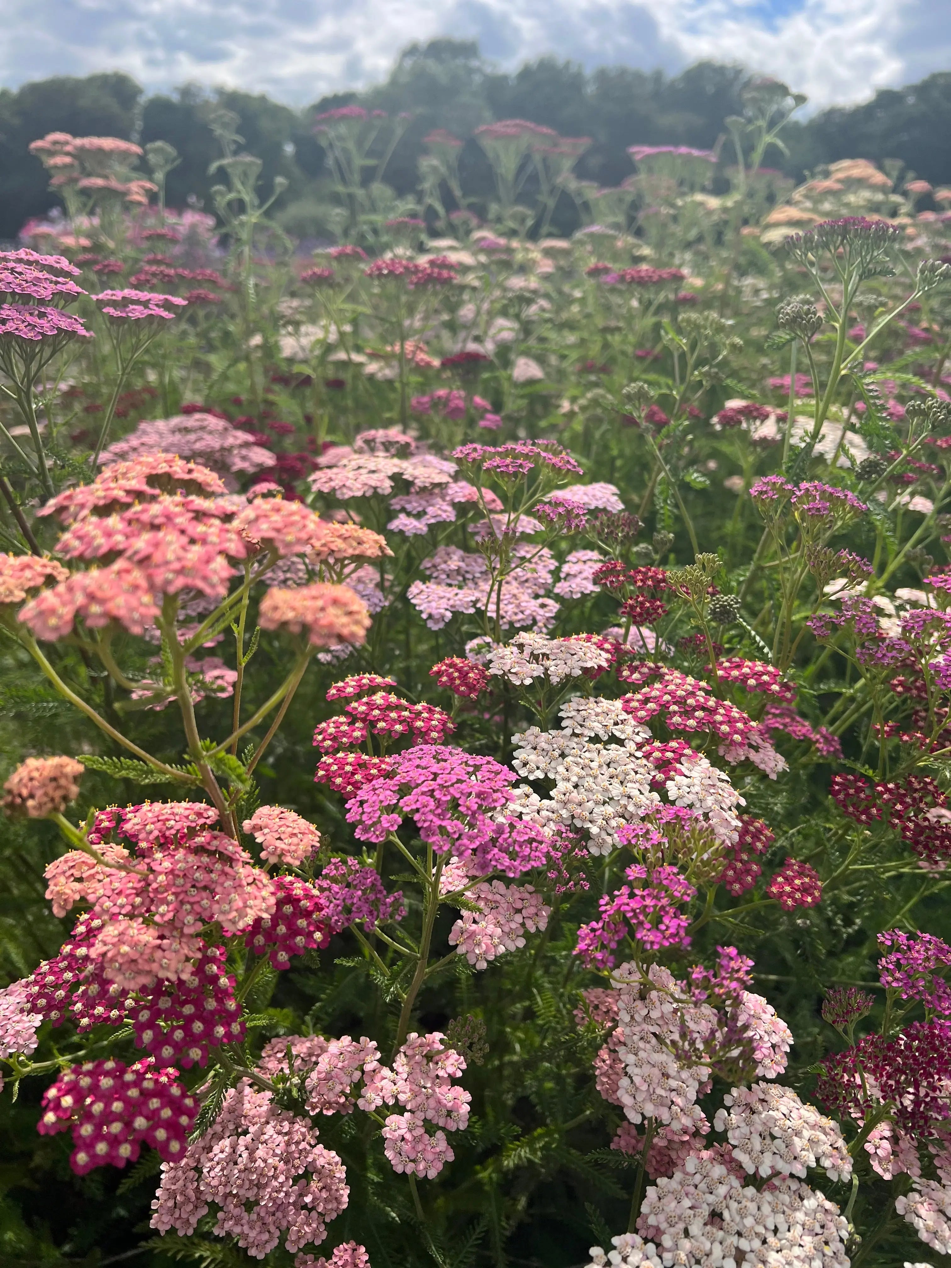 Achillea Pastel Mixed - REGN