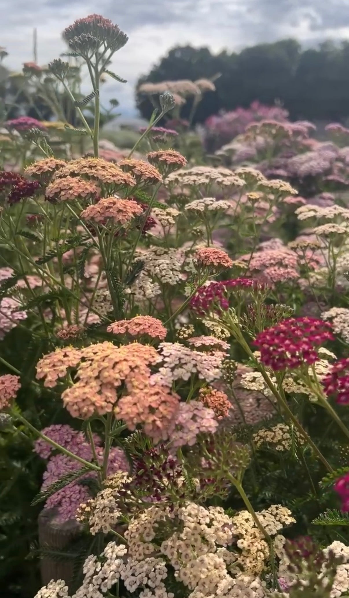Achillea Pastel Mixed - REGN